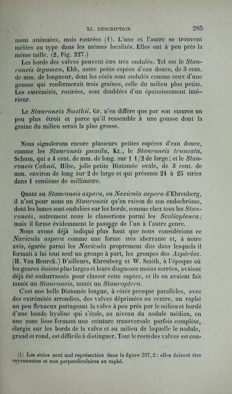 nient atténuées, mais rostrées (1). L’une et l’autre se trouvent mêlées au type dans les mêmes localités. Elles ont à peu près la même taille. (2, Fig. 227.) Les bords des valves peuvent être très ondulés. Tel est le Stau- roneis legumen, Ehb, autre petite espèce d’eau douce, de 3 cent, de mm. de longueur, dont les côtés sont ondulés comme ceux d’une gousse qui renfermerait trois graines, celle du milieu plus petite. Les ex-trémités, rostrées, sont doublées d’un épaississement inté- rieur. Le Stauroneis Smithii, Gr. n’en diffère que par son stauros un peu plus étroit et parce qu’il ressemble à une gousse dont la graine du milieu serait la plus grosse. Nous signalerons encore plusieurs petites espèces d’eau douce, comme les Stauroneis pumila, Kz., le Stauroneis truncata, Schum, qui a 4 cent, de mm. de long, sur 1 1/2 de large ; et le Stau- roneis Çohnii, Hilse, jolie petite Diatomée ovale, de 3 cent, de mm. environ de long sur 2 de large et qui présente 24 à 23 stries dans 1 centième de millimètre. Quant au Stauroneis aspera, ou Navicula aspera d'Ehrenberg, il n’est pour nous un Stauroneis qu’en raison de son endochrôme, dont les lames sont ondulées sur les bords, comme chez tous les Stau- roneis, autrement nous le classerions parmi les Scoliopleura; mais il forme évidemment le passage de l’un à l’autre genre. Nous avons déjà indiqué plus haut que nous considérions ce Navicula aspera comme une forme très aberrante et, à notre avis, égarée parmi les Navicula proprement dits dans lesquels il formait à lui tout seul un groupe à part, les groupes des Aspèrées. (H. Van Heurck.) D’ailleurs, Ehrenberg et W. Smith, à l’époque où les genres étaient plus larges et leurs diagnoses moins serrées, avaient déjà été embarrassés pour classer cette espèce, et ils en avaient fait tantôt un Stauroneis, tantôt un Stauroptera. C’est une belle Diatomée longue, à côtés presque parallèles, avec des extrémités arrondies, des valves déprimées au centre, un raphé un peu flexueux partageant la valve à peu près par le milieu et bordé d’une bande hyaline qui s’étale, au niveau du nodule médian, en une zone lisse formant une ceinture transversale parfois complète, élargie sur les bords de la valve et au milieu de laquelle le nodule, grand et rond, est difficile à distinguer. Tout le reste des valves estcou- (1) Les stries sont mal représentées dans la figure 227,2: elles doivent être rayonnantes et non perpendiculaires au raphé.