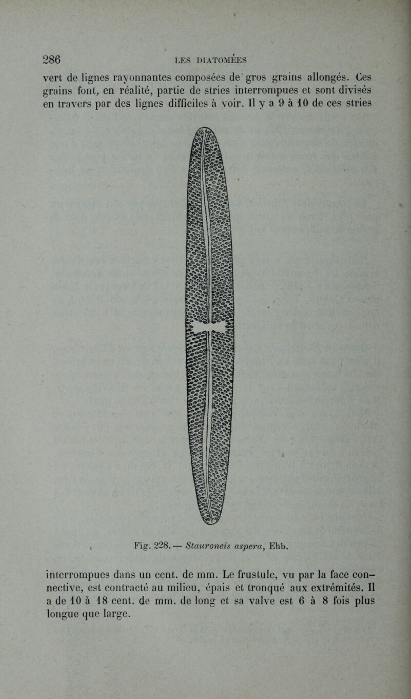 vert de lignes rayonnantes composées de'gros grains allongés. Ces grains font, en réalité, partie de stries interrompues et sont divisés en travers par des lignes difficiles à voir. Il y a 9 à 10 de ces stries , Fig. 228. — Stauroneis aspera, Ehb. interrompues dans un cent, de mm. Le frustule, vu par la face con- nective, est contracté au milieu, épais et tronqué aux extrémités. Il a de 10 à 18 cent, de mm. de long et sa valve est 6 à 8 fois plus longue que large.