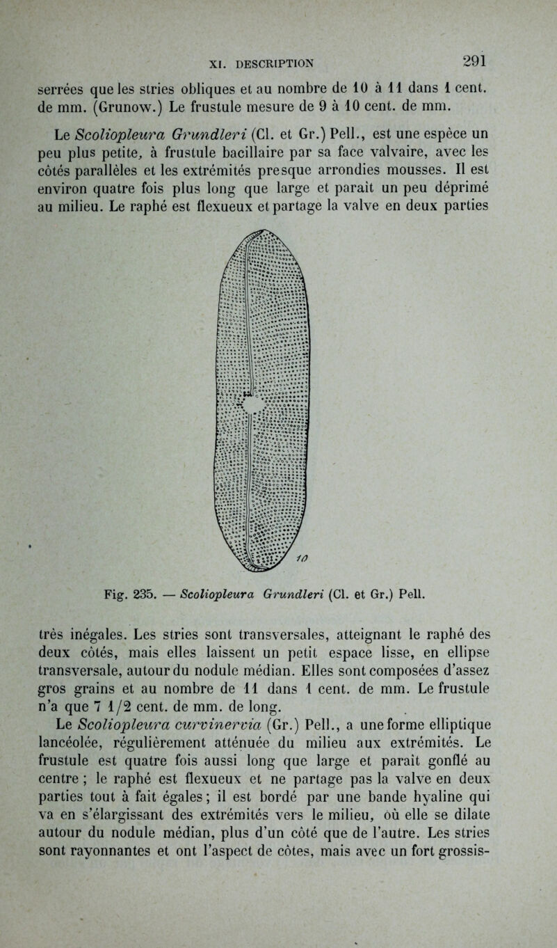 serrées que les stries obliques et au nombre de 10 à 11 dans 1 cent, de mm. (Grunow.) Le frustule mesure de 9 à 10 cent, de mm. Le Scoliopleura Grundleri (Cl. et Gr.) Pell., est une espèce un peu plus petite, à frustule bacillaire par sa face valvaire, avec les côtés parallèles et les extrémités presque arrondies mousses. Il est environ quatre fois plus long que large et parait un peu déprimé au milieu. Le rapbé est flexueux et partage la valve en deux parties très inégales. Les stries sont transversales, atteignant le raphé des deux côtés, mais elles laissent un petit espace lisse, en ellipse transversale, autour du nodule médian. Elles sont composées d’assez gros grains et au nombre de 11 dans 1 cent, de mm. Le frustule n’a que 7 1/2 cent, de mm. de long. Le Scoliopleura curvinervia (Gr.) Pell., a une forme elliptique lancéolée, régulièrement atténuée du milieu aux extrémités. Le frustule est quatre fois aussi long que large et paraît gonflé au centre ; le raphé est flexueux et ne partage pas la valve en deux parties tout à fait égales ; il est bordé par une bande hyaline qui va en s’élargissant des extrémités vers le milieu, où elle se dilate autour du nodule médian, plus d’un côté que de l’autre. Les stries sont rayonnantes et ont l’aspect de côtes, mais avec un fort grossis-