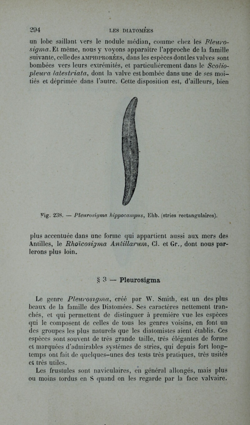 un lobe saillant vers le nodule médian, comme chez les Bleuro- sigma.Et même, nous y voyons apparaître l’approche delà famille suivante, celle des amphiprorées, dans les espèces dont les valves sont bombées vers leurs extrémités, et particulièrement dans le Scoiio- pleura latestriata, dont la valve est bombée dans une de ses moi- tiés et déprimée dans l’autre. Cette disposition est, d’ailleurs, bien Fig. 238. — Pleurosigma hippocampus, Ehb. (stries rectangulaires). plus accentuée dans une forme qui appartient aussi aux mers des Antilles, le Rhoïcosigma Anlülarum, Cl. et Gr., dont nous par- lerons plus loin. § 3 — Pleurosigma Le genre Pleurosigma, créé par W. Smith, est un des plus beaux de la famille des Diatomées. Ses caractères nettement tran- chés, et qui permettent de distinguer à première vue les espèces qui le composent de celles de tous les genres voisins, en font un des groupes les plus naturels que les diatomistes aient établis. Ces espèces sont souvent de très grande taille, très élégantes de forme et marquées d’admirables systèmes de stries, qui depuis fort long- temps ont fait de quelques-unes des tests très pratiques, très usités et très utiles. Les frustules sont naviculaires, en général allongés, mais plus ou moins tordus en S quand on les regarde par la face valvaire.