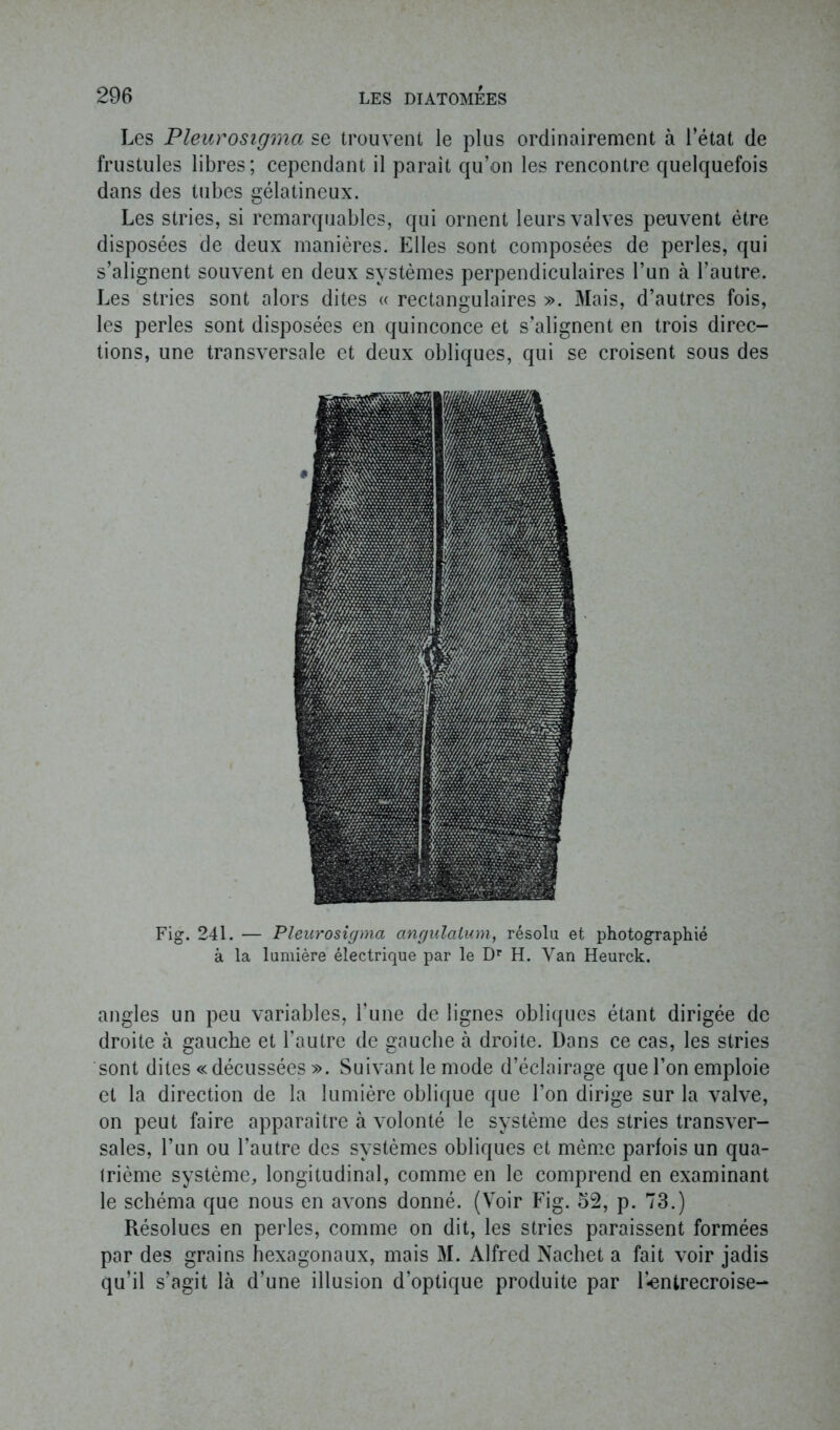 Les Pleurosigma se trouvent le plus ordinairement à l’état de frustules libres; cependant il parait qu’on les rencontre quelquefois dans des tubes gélatineux. Les stries, si remarquables, qui ornent leurs valves peuvent être disposées de deux manières. Elles sont composées de perles, qui s’alignent souvent en deux systèmes perpendiculaires l’un à l’autre. Les stries sont alors dites « rectangulaires ». Mais, d’autres fois, les perles sont disposées en quinconce et s’alignent en trois direc- tions, une transversale et deux obliques, qui se croisent sous des Fig. 241. — Pleurosigma angulalum, résolu et photographié à la lumière électrique par le Dr H. Van Heurck. angles un peu variables, l’une de lignes obliques étant dirigée de droite à gauche et l’autre de gauche à droite. Dans ce cas, les stries sont dites « décussées ». Suivant le mode d’éclairage que l’on emploie et la direction de la lumière oblique que l’on dirige sur la valve, on peut faire apparaître à volonté le système des stries transver- sales, l’un ou l’autre des systèmes obliques et même parfois un qua- trième système, longitudinal, comme en le comprend en examinant le schéma que nous en avons donné. (Voir Fig. 52, p. 73.) Résolues en perles, comme on dit, les stries paraissent formées par des grains hexagonaux, mais M. Alfred Nachet a fait voir jadis qu’il s’agit là d’une illusion d’optique produite par l’-entrecroise-