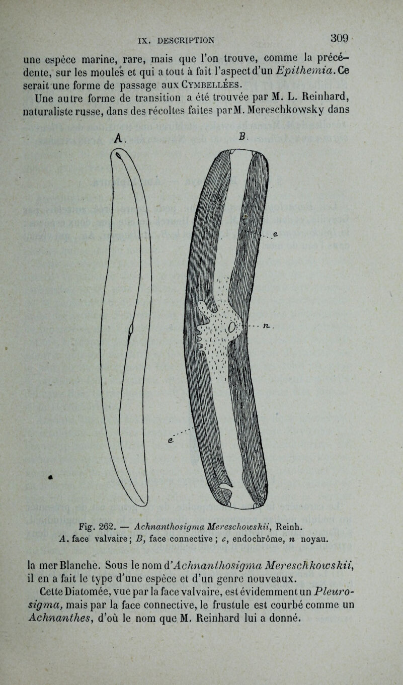 une espèce marine, rare, mais que l’on trouve, comme la précé- dente, sur les moules et qui atout à fait l’aspect d’un Epithemia. Ce serait une forme de passage aux Cymbellées. Une autre forme de transition a été trouvée par M. L. Reinhard, naturaliste russe, dans des récoltes faites parM. Mereschkowsky dans Fig. 262. — Achnanthosigma Mereschovcskii, Reinh. A. face valvaire; B, face connective; e, endochrôme, n noyau. la mer Blanche. Sous le nom d’Achnanthosigma Mereschkowskii, il en a fait le type d’une espèce et d’un genre nouveaux. Cette Diatomée, vue par la face valvaire, est évidemment un Pleur o- sigyna, mais par la face connective, le frustule est courbé comme un Achnanthes, d’où le nom que M. Reinhard lui a donné.