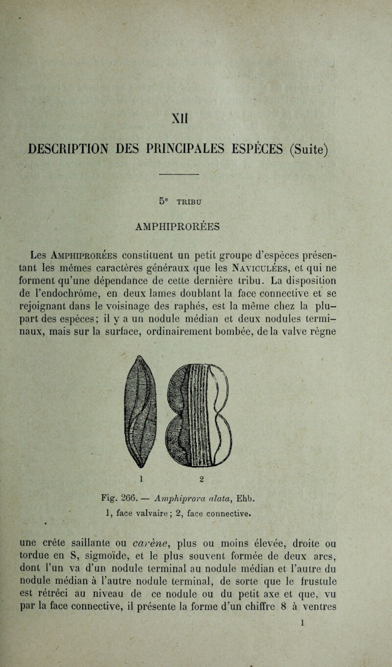 XII DESCRIPTION DES PRINCIPALES ESPÈCES (Suite) 5e TRIBU ✓ AMPHIPRORÉES Les Amphiprorees constituent un petit groupe d’espèces présen- tant les mêmes caractères généraux que les Nayiculées, et qui ne forment qu’une dépendance de cette dernière tribu. La disposition de l’endochrôme, en deux lames doublant la face connective et se rejoignant dans le voisinage des raphés, est la même chez la plu- part des espèces; il y a un nodule médian et deux nodules termi- naux, mais sur la surface, ordinairement bombée, de la valve règne 1 2 Fig. 266. — Amphiprora (data, Ehb. 1, face valvaire; 2, face connective. une crête saillante ou carène, plus ou moins élevée, droite ou tordue en S, sigmoïde, et le plus souvent formée de deux arcs, dont l’un va d’un nodule terminal au nodule médian et l’autre du nodule médian à l’autre nodule terminal, de sorte que le frustule est rétréci au niveau de ce nodule ou du petit axe et que, vu par la face connective, il présente la forme d’un chiffre 8 à ventres