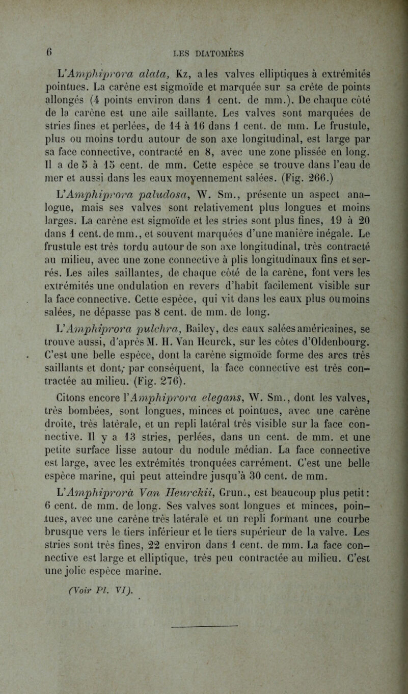 L‘Amphiprora alata, Kz, aies valves elliptiques à extrémités pointues. La carène est sigmoïde et marquée sur sa crête de points allongés (4 points environ dans 1 cent, de mm.). De chaque coté de la carène est une aile saillante. Les valves sont marquées de stries fines et perlées, de 14 à 16 dans 1 cent, de mm. Le frustule, plus ou moins tordu autour de son axe longitudinal, est large par sa face connective, contracté en 8, avec une zone plissée en long. Il a de o à lo cent, de mm. Cette espèce se trouve dans l’eau de mer et aussi dans les eaux moyennement salées. (Fig. 266.) Amphiprora paludosa, W. Sm., présente un aspect ana- logue, mais ses valves sont relativement plus longues et moins larges. La carène est sigmoïde et les stries sont plus fines, 19 à 20 dans 1 cent.de mm., et souvent marquées d’une manière inégale. Le frustule est très tordu autour de son axe longitudinal, très contracté au milieu, avec une zone connective à plis longitudinaux fins et ser- rés. Les ailes saillantes, de chaque côté de la carène, font vers les extrémités une ondulation en revers d’habit facilement visible sur la face connective. Cette espèce, qui vit dans les eaux plus ou moins salées, ne dépasse pas 8 cent, de mm. de long. V Amphiprora pulchra, Bailey, des eaux salées américaines, se trouve aussi, d’après M. H. Van Heurck, sur les côtes d’Oldenbourg. C’est une belle espèce, dont la carène sigmoïde forme des arcs très saillants et dont; par conséquent, la face connective est très con- tractée au milieu. (Fig. 276). Citons encore Y Amphiprora elegans, W. Sm., dont les valves, très bombées, sont longues, minces et pointues, avec une carène droite, très latérale, et un repli latéral très visible sur la face con- nective. Il y a 13 stries, perlées, dans un cent, de mm. et une petite surface lisse autour du nodule médian. La face connective est large, avec les extrémités tronquées carrément. C’est une belle espèce marine, qui peut atteindre jusqu’à 30 cent, de mm. L’Amphiprora Van Heurckii, Grun., est beaucoup plus petit: 6 cent, de mm. de long. Ses valves sont longues et minces, poin- tues, avec une carène très latérale et un repli formant une courbe brusque vers le tiers inférieur et le tiers supérieur de la valve. Les stries sont très fines, 22 environ dans 1 cent, de mm. La face con- nective est large et elliptique, très peu contractée au milieu. C’est une jolie espèce marine. (Voir Pl. VI).