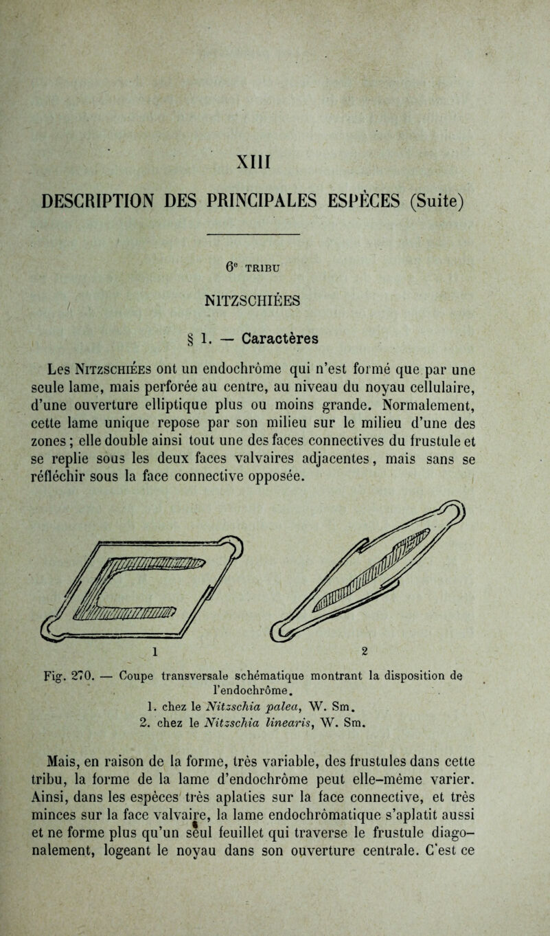 DESCRIPTION DES PRINCIPALES ESPÈCES (Suite) 6e TRIBU N1TZSCHIÉES § 1. — Caractères Les Nitzschiées ont un endochrôme qui n’est formé que par une seule lame, mais perforée au centre, au niveau du noyau cellulaire, d’une ouverture elliptique plus ou moins grande. Normalement, cette lame unique repose par son milieu sur le milieu d’une des zones ; elle double ainsi tout une des faces connectives du frustule et se replie sous les deux faces valvaires adjacentes, mais sans se réfléchir sous la face connective opposée. Fig. 270. — Coupe transversale schématique montrant la disposition de l’endochrôme. 1. chez le Nitzschia jpalea, W. Sm. 2. chez le Nitzschia linearis, W. Sm. Mais, en raison de la forme, très variable, des frustules dans cette tribu, la forme de la lame d’endochrôme peut elle-même varier. Ainsi, dans les espèces très aplaties sur la face connective, et très minces sur la face valvaire, la lame endochrômatiquc s’aplatit aussi et ne forme plus qu’un seul feuillet qui traverse le frustule diago- nalement, logeant le noyau dans son ouverture centrale. C'est ce