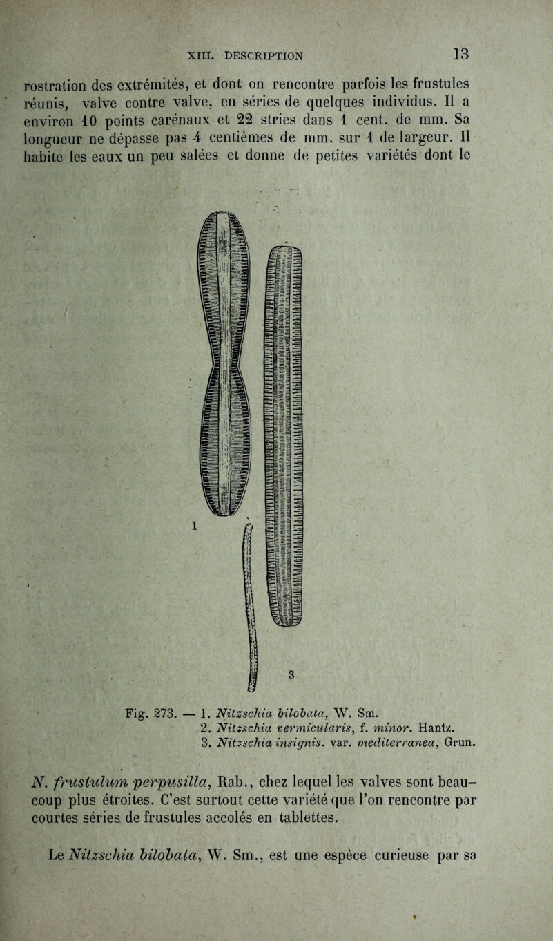 rostration des extrémités, et dont on rencontre parfois les frustules réunis, valve contre valve, en séries de quelques individus. Il a environ 10 points carénaux et 22 stries dans 1 cent, de mm. Sa longueur ne dépasse pas 4 centièmes de mm. sur 1 de largeur. Il habite les eaux un peu salées et donne de petites variétés dont le Fig. 273. — I. Nitzschia bilobata, W. Sm. 2. Nitzschia vermicularis, f. minor. Hantz. 3. Nitzschia insignis. var. méditerranea, Grun. N. frustulum perpusilla, Rab., chez lequel les valves sont beau- coup plus étroites. C’est surtout cette variété que l’on rencontre par courtes séries de frustules accolés en tablettes. Le Nitzschia bilobata, W. Sm., est une espèce curieuse par sa