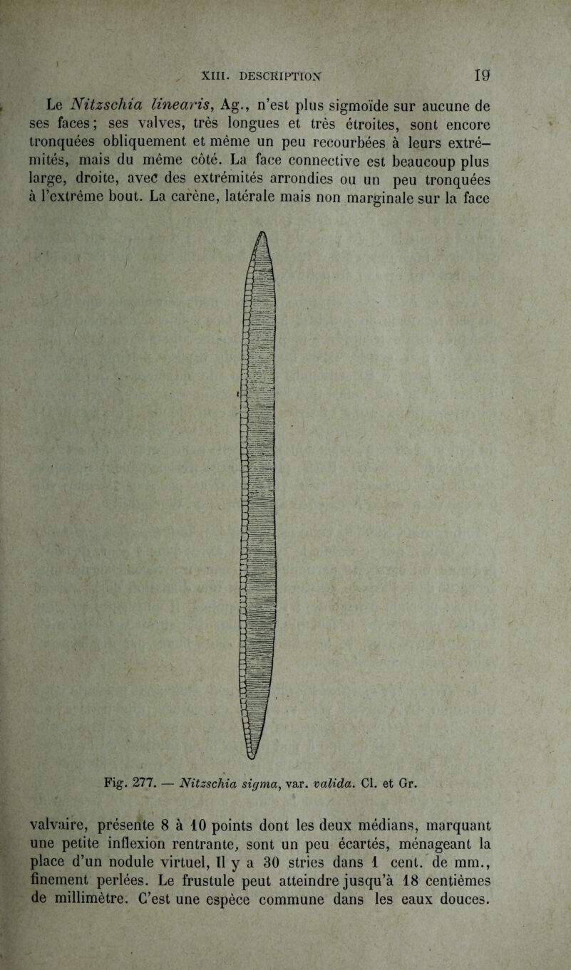 Le Nitzschia linearis, Ag., n’est plus sigmoïde sur aucune de ses faces; ses valves, très longues et très étroites, sont encore tronquées obliquement et même un peu recourbées à leurs extré- mités, mais du même côté. La face connective est beaucoup plus large, droite, avec des extrémités arrondies ou un peu tronquées à l’extrême bout. La carène, latérale mais non marginale sur la face Fig1. 277. — Nitzschia sigma, var. valida. Cl. et Gr. valvaire, présente 8 à 10 points dont les deux médians, marquant une petite inflexion rentrante, sont un peu écartés, ménageant la place d’un nodule virtuel, Il y a 30 stries dans 1 cent, de mm., finement perlées. Le frustule peut atteindre jusqu’à 18 centièmes de millimètre. C’est une espèce commune dans les eaux douces.