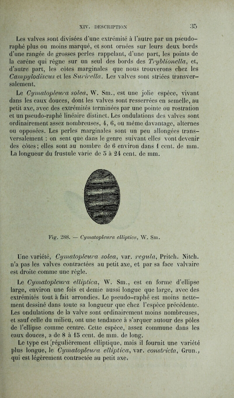 Les valves sont divisées d'une extrémité à l’autre par un pseudo- raphé plus ou moins marqué, et sont ornées sur leurs deux bords d’une rangée de grosses perles rappelant, d’une part, les points de la carène qui règne sur un seul des bords des Tryblionella, et, d’autre part, les côtes marginales que nous trouverons chez les Campylodiscus et les Surirella. Les valves sont striées transver- salement. Le Cymatopleura solea, W. Sm., est une jolie espèce, vivant dans les eaux douces, dont les valves sont resserrées en semelle, au petit axe, avec des extrémités terminées par une pointe ou rostration et un pseudo-raphé linéaire distinct. Les ondulations des valves sont ordinairement assez nombreuses, 4, 6, ou même davantage, alternes ou opposées. Les perles marginales sont un peu allongées trans- versalement : on sent que dans le genre suivant elles vont devenir des côtes; elles sont au nombre de 6 environ dans 1 cent, de mm. La longueur du frustule varie de 5 à 24 cent, de mm. Fig. 288. ■— Cymatopleura elliptica, W, Sm. Une variété, Cymatopleura solea, var. régula, Pritch. Nitch. n’a pas les valves contractées au petit axe, et par sa face valvaire est droite comme une règle. Le Cymatopleura elliptica, W. Sm., est en forme d’ellipse large, environ une fois et demie aussi longue que large, avec des extrémités tout à fait arrondies. Le pseudo-raphé est moins nette- ment dessiné dans toute sa longueur que chez l’espèce précédente. Les ondulations de la valve sont ordinairement moins nombreuses, et sauf celle du milieu, ont une tendance à s’arquer autour des pôles de l’ellipse comme centre. Cette espèce, assez commune dans les eaux douces, a de 8 à 15 cent, de mm. de long. Le type est [régulièrement elliptique, mais il fournit une variété plus longue, le Cymatopleura elliptica, var* constricta, Grun., qui est légèrement contractée au petit axe*