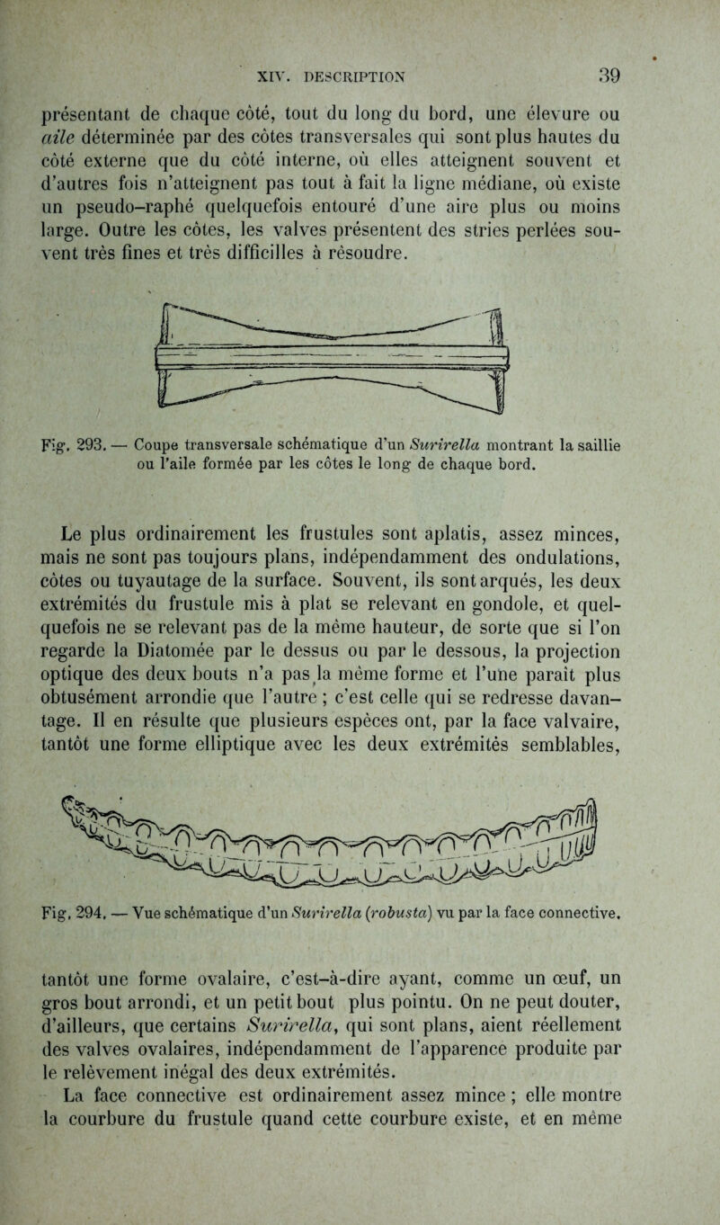 présentant de chaque côté, tout du long du bord, une élevure ou aile déterminée par des côtes transversales qui sont plus hautes du côté externe que du côté interne, où elles atteignent souvent et d’autres fois n’atteignent pas tout à fait la ligne médiane, où existe un pseudo-raphé quelquefois entouré d’une aire plus ou moins large. Outre les côtes, les valves présentent des stries perlées sou- vent très fines et très difficilles à résoudre. Fig*. 293. — Coupe transversale schématique d’un Surirella montrant la saillie ou l’aile formée par les côtes le long de chaque bord. Le plus ordinairement les frustules sont aplatis, assez minces, mais ne sont pas toujours plans, indépendamment des ondulations, côtes ou tuyautage de la surface. Souvent, ils sont arqués, les deux extrémités du frustule mis à plat se relevant en gondole, et quel- quefois ne se relevant pas de la même hauteur, de sorte que si l’on regarde la Diatomée par le dessus ou par le dessous, la projection optique des deux bouts n’a pas la même forme et l’une paraît plus obtusément arrondie que l’autre ; c’est celle qui se redresse davan- tage. Il en résulte que plusieurs espèces ont, par la face valvaire, tantôt une forme elliptique avec les deux extrémités semblables, Fig. 294, — Vue schématique d’un Surirella (robusta) vu par la face connective. tantôt une forme ovalaire, c’est-à-dire ayant, comme un œuf, un gros bout arrondi, et un petit bout plus pointu. On ne peut douter, d’ailleurs, que certains Surirellay qui sont plans, aient réellement des valves ovalaires, indépendamment de l’apparence produite par le relèvement inégal des deux extrémités. La face connective est ordinairement assez mince ; elle montre la courbure du frustule quand cette courbure existe, et en même