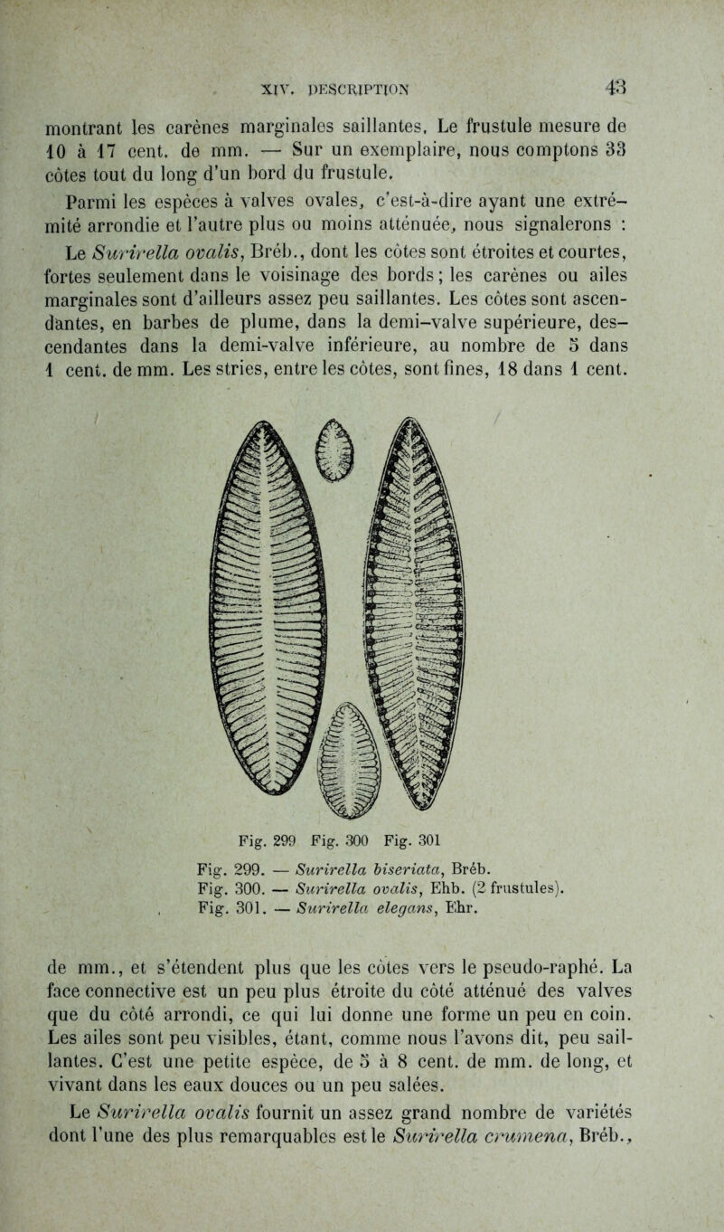 montrant les carènes marginales saillantes. Le frustule mesure de 10 à 17 cent, de mm. — Sur un exemplaire, nous comptons 33 côtes tout du long d’un bord du frustule. Parmi les espèces à valves ovales, c’est-à-dire ayant une extré- mité arrondie et l’autre plus ou moins atténuée, nous signalerons : Le Surirella ovalis, Bréb., dont les côtes sont étroites et courtes, fortes seulement dans le voisinage des bords ; les carènes ou ailes marginales sont d’ailleurs assez peu saillantes. Les côtes sont ascen- dantes, en barbes de plume, dans la demi-valve supérieure, des- cendantes dans la demi-valve inférieure, au nombre de 5 dans 1 cent, de mm. Les stries, entre les côtes, sont fines, 18 dans 1 cent. Fig. 299 Fig. 300 Fig. 301 Fig*. 299. — Surirella biseriata, Bréb. Fig. 300. — Surirella ovalis, Ehb. (2 frustules). Fig. 301. — Surirella elegans, Ehr. de mm., et s’étendent plus que les côtes vers le pseudo-raphé. La face connective est un peu plus étroite du côté atténué des valves que du côté arrondi, ce qui lui donne une forme un peu en coin. Les ailes sont peu visibles, étant, comme nous l’avons dit, peu sail- lantes. C’est une petite espèce, de 5 à 8 cent, de mm. de long, et vivant dans les eaux douces ou un peu salées. Le Surirella ovalis fournit un assez grand nombre de variétés dont l’une des plus remarquables est le Surirella crumena, Bréb.,