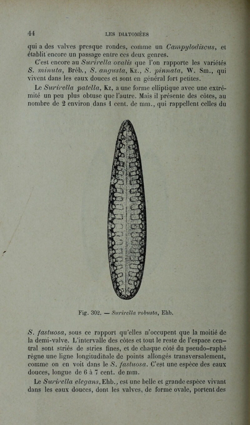 qui a des valves presque rondes, comme un Campy lochs eus, et établit'encore un passage entre ces deux genres. C’est encore au Surirella ovalis que l’on rapporte les variétés S. minuta, Bréb., S. angicsta, Kz., S. pinnata, W. Sm., qui vivent dans les eaux douces et sont en général fort petites. Le Surirella patella, Kz, a une forme elliptique avec une extré- mité un peu plus obtuse que l’autre. Mais il présente des côtes, au nombre de 2 environ dans 1 cent, de mm., qui rappellent celles du Fig. 302. — Surirella robusta, Ehb. S. fastuosa, sous ce rapport qu’elles n’occupent que la moitié de la demi-valve. L’intervalle des côtes et tout le reste de l’espace cen- tral sont striés de stries fines, et de chaque côté du pseudo-raphé règne une ligne longitudinale de points allongés transversalement, comme on en voit dans le S. fastuosa. C’est une espèce des eaux douces, longue de 6 à 7 cent, de mm. Le Surirella elegans, Ehb., est une belle et grande espèce vivant dans les eaux douces, dont les valves, de forme ovale, portent des