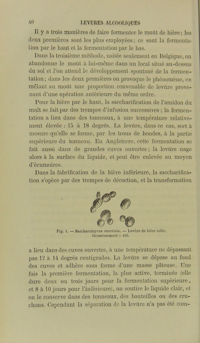 Il y a trois manières do faire fermenter le moût de bière; les doux premières sont les plus employées ; ce sont la fermenta- tion par le haut et la fermentation par le bas. Dans la troisième méthode, usitée seulement en Belgique, on abandonne le moût à lui-mémo dans un local situé au-dessus du sol et l’on attend le développement spontané de la fermen- tation ; dans les deux premières on provoque le phénomène, en mêlant au moût une proportion convenable do levure prove- nant d’une opération antérieure du même ordre. Pour la bière par le haut, la saccharification de l’amidon du malt se fait par des trempes d’infusion successives ; la fermen- tation a lieu dans dos tonneaux, à uuo température relative- ment élevée : 15 à 18 degrés. La levure, dans ce cas, sort à mesure qu’elle se forme, par les trous de bondes, à la partie supérieure du tonneau. En Angleterre, cotte fermentation se fait aussi dans de grandes cuves ouvertes ; la levure nage alors à la surface du liquide, et peut être enlevée au moyen d’écumoires. Dans la fabrification de la bière inférieure, la saccharifica- tion s’opère par des trempes de décoction, et la transformation Fig. 1. — Saocharomyces cerevisiæ. — Levure de bière infér. Grossissement : 400. a lieu dans des cuves ouvertes, à une température no dépassant pas 12 à 14 degrés centigrades. La levûre se dépose au fond des cuves et adhère sous forme d’une masse pâteuse. Une fois la première fermentation, la plus active, terminée (elle dure deux ou trois jours pour la fermentation supérieure, et 8 cà 10 jours pour l’inférieure), on soutire le liquide clair, et 011 le conserve dans des tonneaux, des bouteilles ou des cru- chons. Cependant la séparation de la levûre n’a pas été corn-