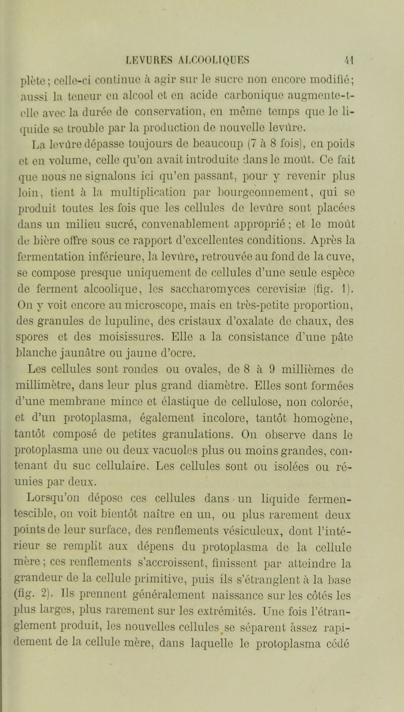 plètc; celle-ci continue à agir sur le sucre non encore modifié; aussi la teneur en alcool et en acide carbonique augmente-l- ('11e avec la durée de conservation, en même temps que le li- quide SC trouble par la production de nouvelle levure. La levùre dépasse toujours de beaucoup (7 à 8 fois), en poids et en volume, celle qu’on avait introduite dans le moût. Ce fait que nous no signalons ici qu’en passant, pour y revenir plus loin, tient à la multiplication par liourgconnemcnt, qui se produit toutes les fois que les cellules de levùre sont placées dans un milieu sucré, convenablement approprié ; et le moût de bière offre sous ce rapport d’excellentes conditions. Après la fermentation inférieure, la levùre, retrouvée au fond de la cuve, se compose presque uniquement de cellules d’une seule espèce de ferment alcoolique, les saccharomyces ccrcvisiæ (fig. 1). On y voit encore au microscope, mais en très-petite proportion, des granules de lupuline, des cristaux d’oxalate de chaux, des spores et des moisissures. Elle a la consistance d’une pâte blanche jaunâtre ou jaune d’ocre. Les cellules sont rondos ou ovales, de 8 à 9 millièmes do millimètre, dans leur plus grand diamètre. Elles sont formées d’une membrane mince et élastique de cellulose, non colorée, et d’un protoplasma, également incolore, tantôt homogène, tantôt composé de petites granulations. On observe dans le protoplasma une ou deux vacuoles plus ou moins grandes, con- tenant du suc cellulaire. Les cellules sont ou isolées ou ré- unies par deux. Lorsqu’on dépo.so ces cellules dans un liquide fermen- tescible, on voit bientôt naître en un, ou plus rarement deux points de leur surface, des renflements vésiculeux, dont l’inté- rieur se remplit aux dépens du protoplasma do la cellule mère ; ces ronflements s’accroissent, finissent par atteindre la grandeur de la cellule primitive, puis ils s’étranglent à la base (fig. 2). Ils prennent généralement naissance sur les côtés les plus larges, plus rarement sur les extrémités. Une fois l’étran- glement produit, les nouvelles cellules^se séparent assez rapi- dement de la cellule mère, dans laquelle le protoplasma cédé