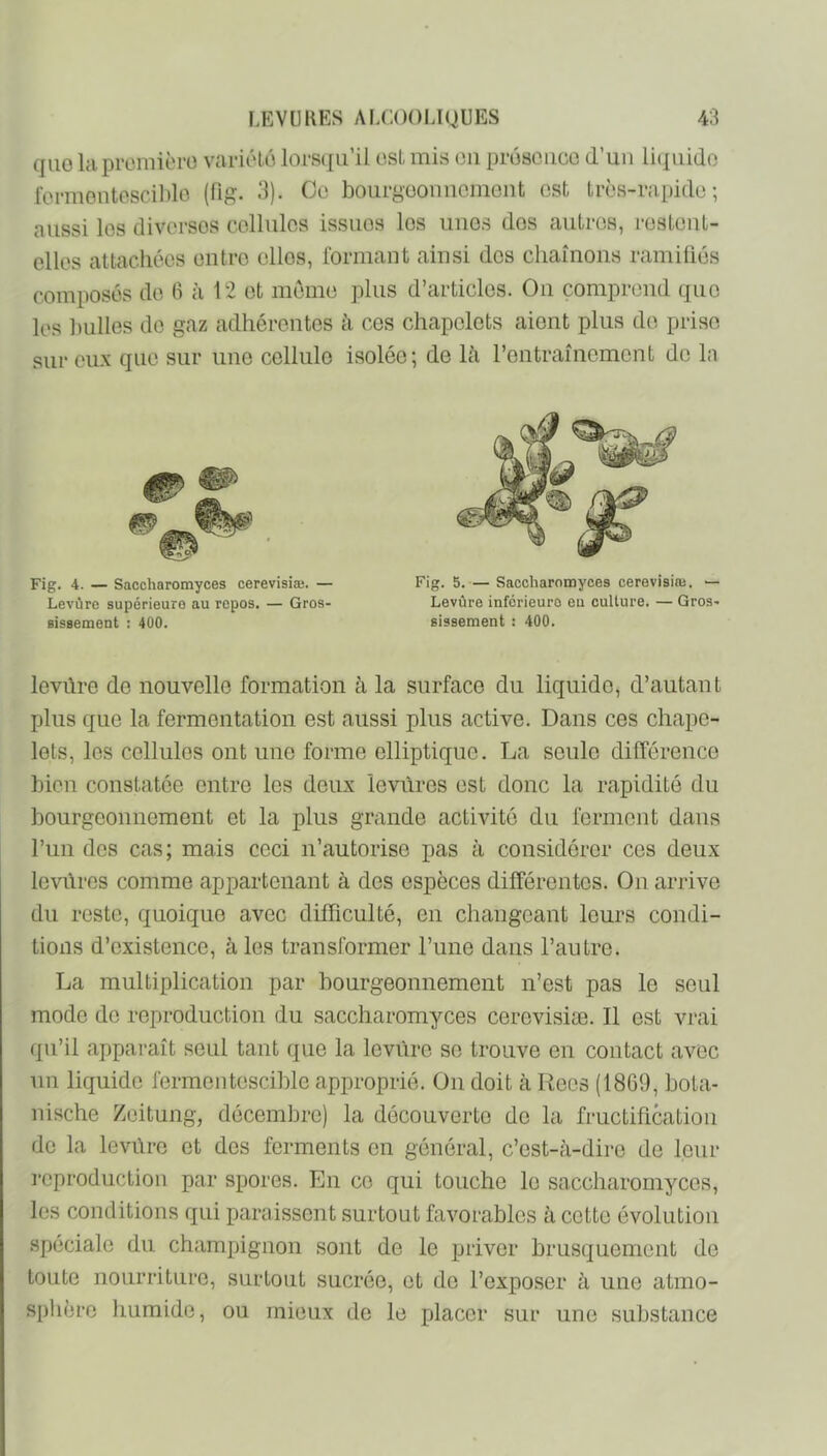 qiio la promièrü variéto lors(|ii’il esL mis en prosoiicc d’un li(|iiido formontoscil)lo (fig. 3). Ce bouryeonncmenfc est très-rapide; aussi les diverses cellules issues les unes dos autres, restent- elles attachées entre elles, formant ainsi dos chaînons ramifiés composés do (i à 12 et meme plus d’articles. On comprend que les ])ulles do gaz adhérentes à ces chapelets aient plus de prise sur eux que sur une cellule isolée; de là l’entraînement de la levüre de nouvelle formation à la surface du liquide, d’autant plus que la fermentation est aussi plus active. Dans ces chape- lets, les cellules ont une forme elliptique. La seule différence bien constatée entre les deux levüres est donc la rapidité du bourgeonnement et la plus grande activité du ferment dans l’un des cas; mais ceci n’autorise pas à considérer ces deux leviires comme appartenant à des espèces différentes. On arrive du reste, quoique avec difficulté, en changeant leurs condi- tions d’existence, à les transformer l’une dans l’autre. La multiplication par bourgeonnement n’est pas le seul mode de reproduction du saccharomyces cerovisiæ. Il est vrai qu’il apparaît seul tant que la levure se trouve en contact avec un liquide fermentescible approprié. On doit à Rees (1869, bota- nische Zeitung, décembre) la découverte de la fructification de la levûrc et des ferments en général, c’est-à-dire de leur reproduction par spores. En ce qui touche le saccharomyces, les conditions qui paraissent surtout favorables à cette évolution .spéciale dn champignon sont de le priver brusquement de toute nourriture, surtout sucrée, et de l’exposer à une atmo- sphère humide, ou mieux de le placer sur une substance Fig. 4. — Saccharomyces cerevisiæ. — Levure supérieure au repos. — Gros- sissement ; 400. Fig. 5. — Saccharomyces cerevisiæ. — Levure inférieure en culture. — Gros- sissement : 400.