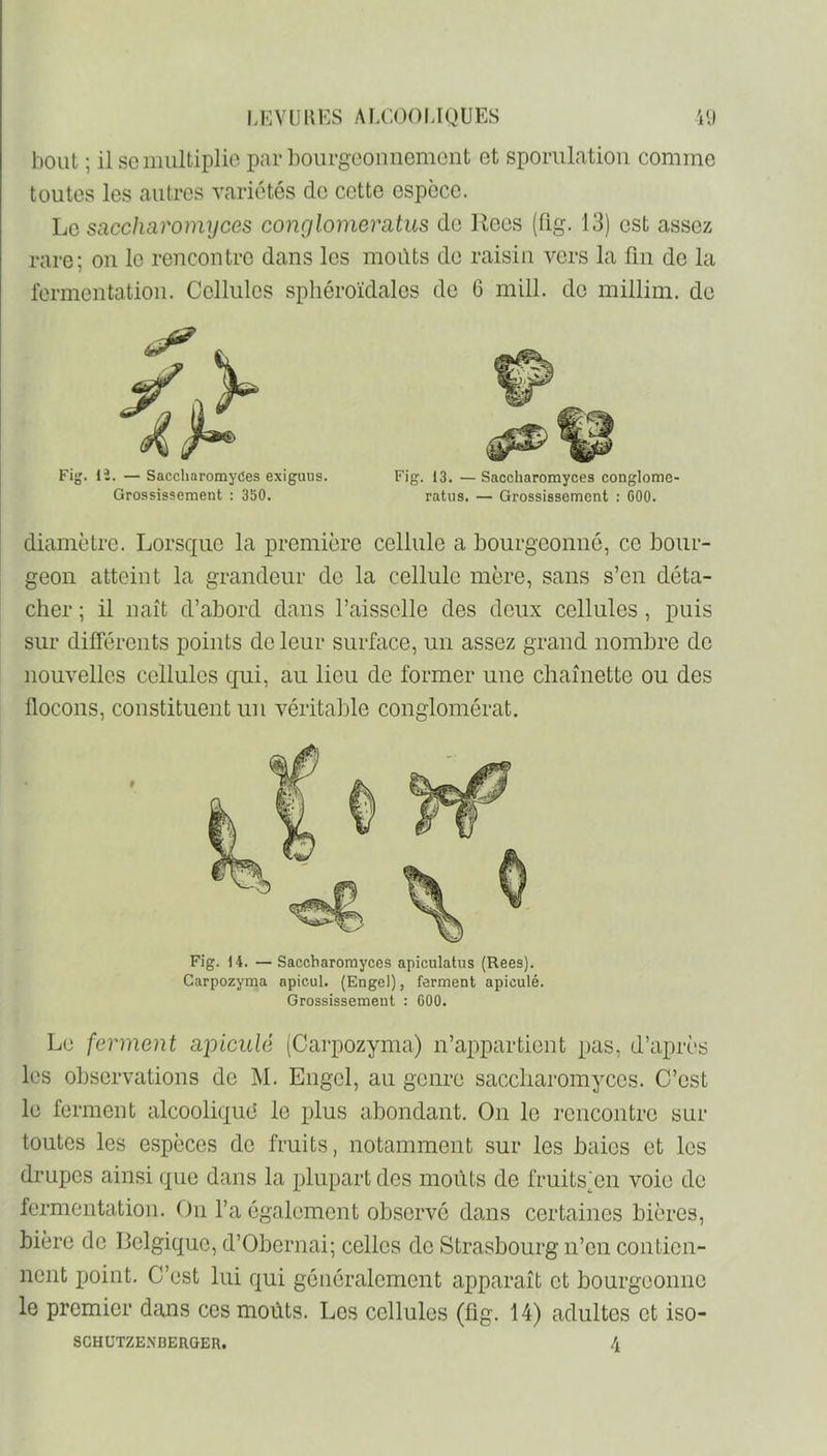 bout ; il SC multiplie par bourgeonnement et sporulntion comme toutes les autres variétés de cette espece. ho saccharomyces conglomeratus de Rccs (flg. 13) est assez rare; on le rencontre dans les moûts de raisin vers la fin de la fermentation. Cellules sphéroïdalcs de 6 mill. de millim. de Fig. 12. — SaccharomyCes exiguus. Fig. 13. — Saccharomyces conglomc- Grossissement : 350. ratus. — Grossissement ; 600. diamètre. Lorsque la première cellule a bourgeonné, ce bour- geon atteint la grandeur de la cellule mère, sans s’en déta- cher ; il naît d’abord dans l’aisselle des deux cellules, puis sur différents points de leur surface, un assez grand nombre de nouvelles cellules qui, au lieu de former une chaînette ou des flocons, constituent un véritable conglomérat. Fig. 14. — Saccharomyces apiculatus (Rees). Carpozyma apicul. (Engel), ferment apiculé. Grossissement : 600. Le ferment apiculé (Carpozyma) n’appartient pas, d’après les observations de M. Engel, au genre saccharomyces. C’est le ferment alcooliqud le plus abondant. On le rencontre sur toutes les espèces de fruits, notamment sur les baies et les drupes ainsi que dans la plupart des moûts de fruits'en voie de fermentation. On l’a également observé dans certaines bières, bière de Belgique, d’Obernai; celles de Strasbourg n’en contien- nent point. C’est lui qui généralement apparaît et bourgeonne le premier dans ces moûts. Les cellules (fig. 14) adultes et iso-