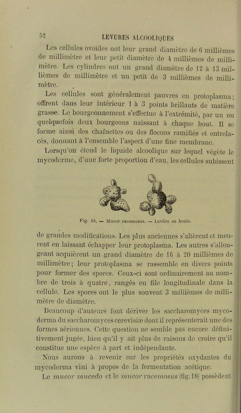 Les colliilcs ovoïdes ont leur grand diamètre de G millièmes de millimètre et leur petit diamètre de 4 millièmes de milli- mètre. Les cylindres ont un grand diamètre de 12 à 13 mil- lièmes de millimètre et un petit de 3 millièmes de milli- mètre. f Les cellules sont généralement pauvres en protoplasma; olFrcnt dans leur intérieur 1 à 3 points brillants de matière grasse. Le bourgeonnement s’effectue k l’extrémité, par un ou quelquefois deux bourgeons naissant à chaque bout. Il se forme ainsi des chaînettes ou des flocons ramifiés et entrela- cés, donnant à l’ensemble l’aspect d’une fine membrane. Lorsqu’on étend le liquide alcoolique sur lequel végète le mycoderme, d’une forte proportion d’eau, les cellules subissent Fig. 18. — Mucor racemosus. — Levure en boule. de grandes modifications. Les plus anciennes s’altèrent et meu- rent en laissant échapper leur protoplasma. Les autres s’allon- ; géant acquièrent un grand diamètre de 16 à 20 millièmes de i millimètre; leur protoplasma se rassemble en divers points | pour former des spores. Ceux-ci sont ordinairement au nom- • bre de trois à quatre, rangés en file longitudinale dans la I' cellule. Les spores ont le plus souvent 3 millièmes de milli- i \ mètre de diamètre. ' Beaucoup d’auteurs font dériver les saccharomyces myco- derma du saccharomyces cerevisiæ dont il représenterait une des formes aériennes. Cette question ne semble pas encore défini- tivement jugée, bien qu’il y ait plus de raisons de croire qu’il constitue une espèce à part et indépendante. i Nous aurons à revenir sur les propriétés oxydantes du mycoderma vini à propos de la fermentation acétique. j i Le mucor mucedo et le mucor racemosus (fig. 18) possèdent