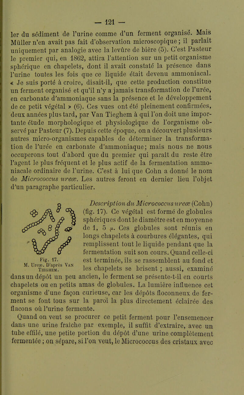 1er du sédiment de l'urine comme d'un ferment organisé. Mais Mûller n'en avait pas fait d'observation microscopique ; il parlait uniquement par analogie avec la levûre de bière (5). C'est Pasteur le premier qui, en 1862, attira l'attention sur un petit organisme sphérique en chapelets, dont il avait constaté la présence dans l'urine toutes les fois que ce liquide était devenu ammoniacal. « Je suis porté à croire, disait-il, que cette production constitue un ferment organisé et qu'il n'y a jamais transformation de l'urée, en carbonate d'ammoniaque sans la présence et le développement de ce petit végétal > (6). Ces vues ont été pleinement confirmées, deux années plus tard, par Van Tieghem à qui l'on doit une impor- tante étude morphologique et physiologique de l'organisme ob- servé par Pasteur (7). Depuis cette époque, on a découvert plusieurs autres micro-organismes capables de déterminer la transforma- tion de Turée en carbonate d'ammoniaque; mais nous ne nous occuperons tout d'abord que du premier qui parait du reste être l'agent le plus fréquent et le plus actif de la fermentation ammo- niacale ordinaire de l'urine. C'est à lui que Cohn a donné le nom de Micrococcus ureœ. Les autres feront en dernier lieu l'objet d'un paragraphe particulier. Description du Micrococcus ureœ (Cohn) (fig. 17). Ce végétal est formé de globules sphériques dont le diamètre est en moyenne de 1, 5 fi. Ces globules sont réunis en longs chapelets à courbures élégantes, qui remplissent tout le liquide pendant que la fermentation suit son cours. Quand celle-ci Fig- 17- est terminée, ils se rassemblent au fond et M. Ureae. D'après Van i i < i • i • . , Tieghem. les Chapelets se brisent ; aussi, examine dans un dépôt un peu ancien, le ferment se présente-t-il en courts chapelets ou en petits amas de globules. La lumière influence cet organisme d'une façon curieuse, car les dépôts floconneux de fer- ment se font tous sur la paroi la plus directement éclairée des flacons où Purine fermente. Quand on veut se procurer ce petit ferment pour l'ensemencer dans une urine fraîche par exemple, il suffit d'extraire, avec un tube effilé, une petite portion du dépôt d'une urine complètement fermentée ; on sépare, sil'on veut, le Micrococcus des cristaux avec