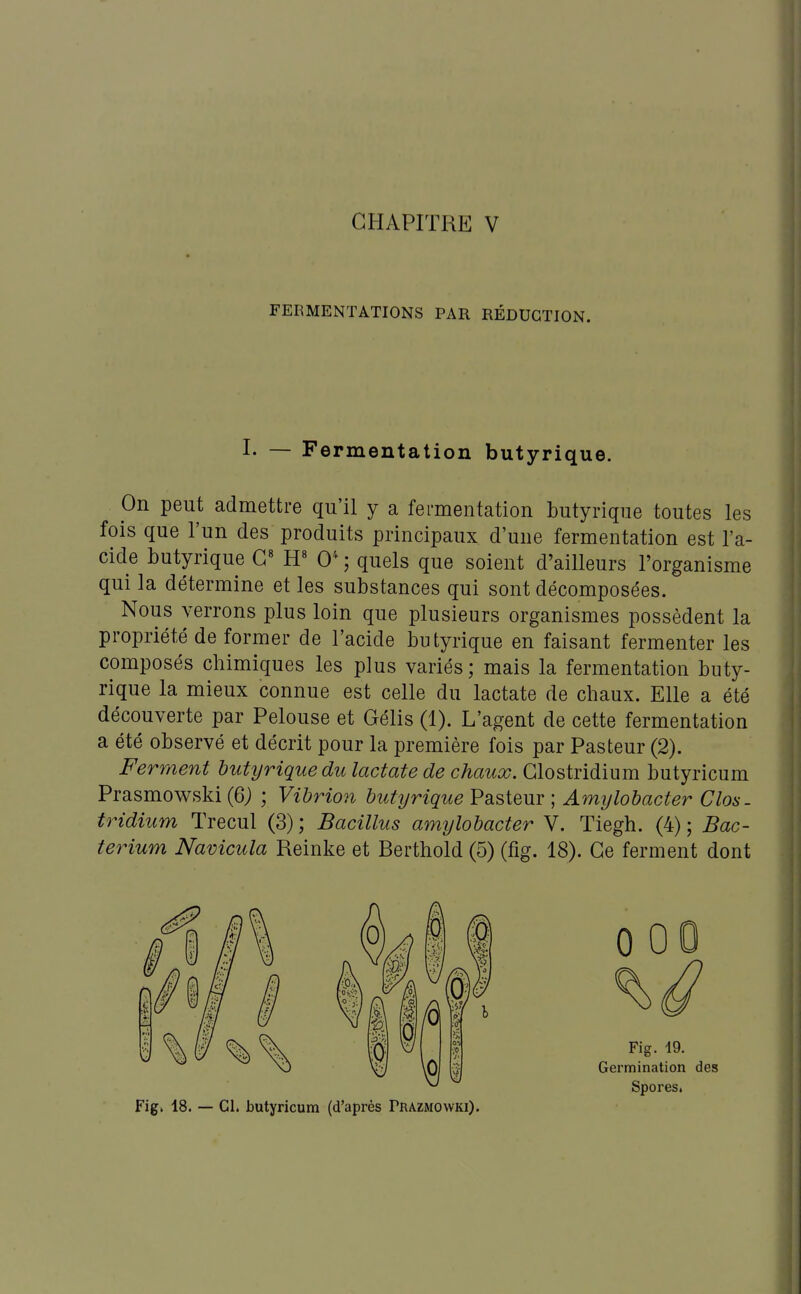 FERMENTATIONS PAR RÉDUCTION. I. — Fermentation butyrique. On peut admettre qu'il y a fermentation butyrique toutes les fois que l'un des produits principaux d'une fermentation est l'a- cide butyrique G' H« 0^ ; quels que soient d'ailleurs l'organisme qui la détermine et les substances qui sont décomposées. Nous verrons plus loin que plusieurs organismes possèdent la propriété de former de l'acide butyrique en faisant fermenter les composés chimiques les plus variés; mais la fermentation buty- rique la mieux connue est celle du lactate de chaux. Elle a été découverte par Pelouse et Gélis (1). L'agent de cette fermentation a été observé et décrit pour la première fois par Pasteur (2). Ferment butyrique du lactate de chaux. Glostridium butyricum Prasmowski (6; ; Vibrion butyrique Pasteur ; Amylobacter Glos- tridium Trecul (3) ; Bacillus amylobacter V. Tiegh. (4) ; Bac- terium Navicula Reinke et Berthold (5) (fig. 18). Ce ferment dont Germination des Spores. 00 Fig. 49. 0 Fig. 18. — CL butyricum (d'après Prazmowki).