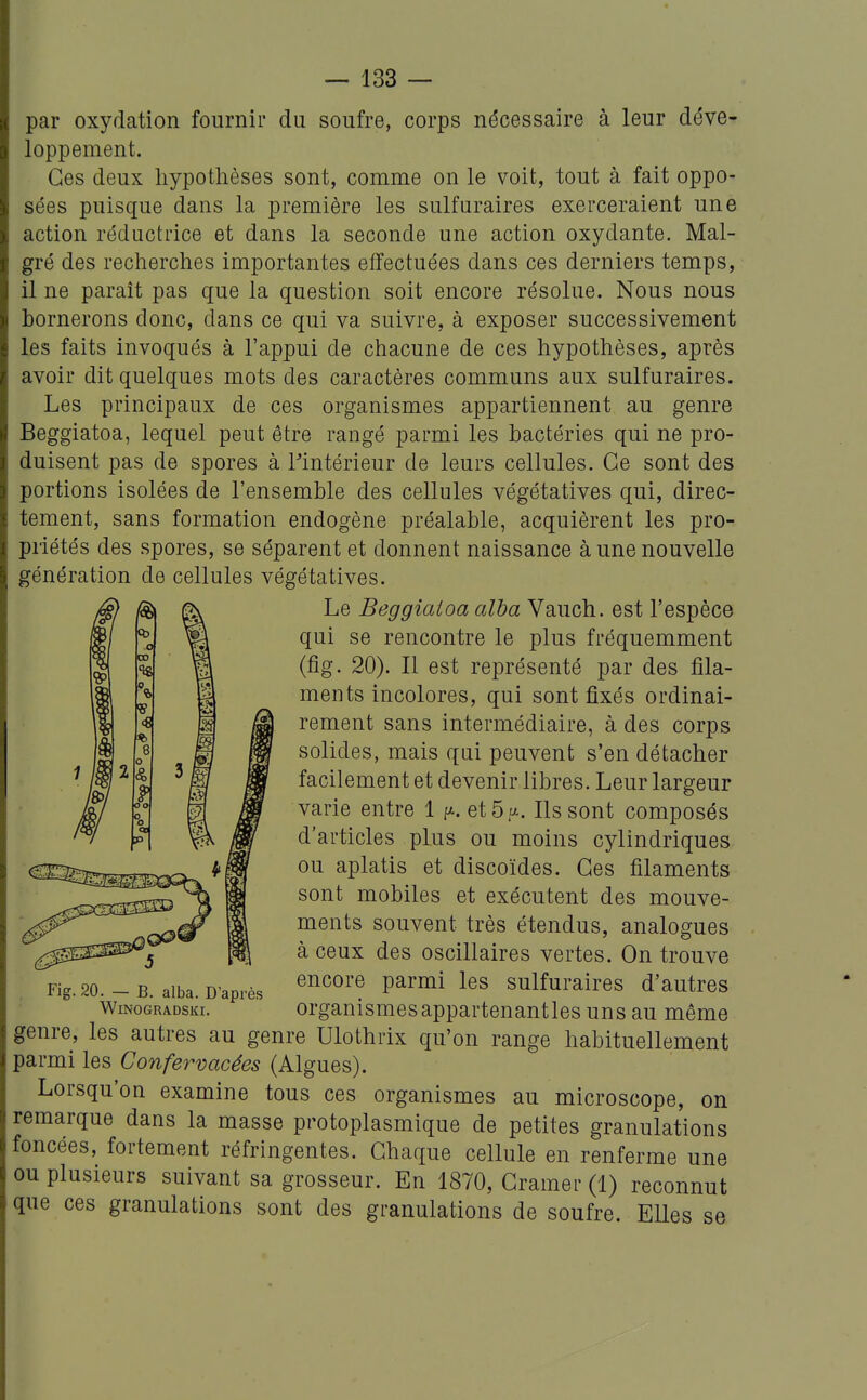 par oxydation fournir du soufre, corps nécessaire à leur déve- loppement. Ces deux hypothèses sont, comme on le voit, tout à fait oppo- sées puisque dans la première les sulfuraires exerceraient une action réductrice et dans la seconde une action oxydante. Mal- gré des recherches importantes effectuées dans ces derniers temps, il ne paraît pas que la question soit encore résolue. Nous nous bornerons donc, dans ce qui va suivre, à exposer successivement les faits invoqués à l'appui de chacune de ces hypothèses, après avoir dit quelques mots des caractères communs aux sulfuraires. Les principaux de ces organismes appartiennent au genre Beggiatoa, lequel peut être rangé parmi les bactéries qui ne pro- duisent pas de spores à l'intérieur de leurs cellules. Ce sont des portions isolées de l'ensemble des cellules végétatives qui, direc- tement, sans formation endogène préalable, acquièrent les pro- priétés des spores, se séparent et donnent naissance à une nouvelle génération de cellules végétatives. Le Beggiatoa alha Vauch. est l'espèce qui se rencontre le plus fréquemment (fig. 20). Il est représenté par des fila- ments incolores, qui sont fixés ordinai- rement sans intermédiaire, à des corps solides, mais qui peuvent s'en détacher facilement et devenir libres. Leur largeur varie entre 1 f^. et5a. Ils sont composés d'articles plus ou moins cylindriques ou aplatis et discoïdes. Ces filaments sont mobiles et exécutent des mouve- ments souvent très étendus, analogues à ceux des oscillaires vertes. On trouve encore parmi les sulfuraires d'autres organismesappartenantles uns au même genre, les autres au genre Ulothrix qu'on range habituellement parmi les Confervacées (Algues). Lorsqu'on examine tous ces organismes au microscope, on remarque dans la masse protoplasmique de petites granulations foncées, fortement réfringentes. Chaque cellule en renferme une ou plusieurs suivant sa grosseur. En 1870, Cramer (1) reconnut que ces granulations sont des granulations de soufre. Elles se Fig. 20. — B. alba. D'après WiNOGRADSKI.
