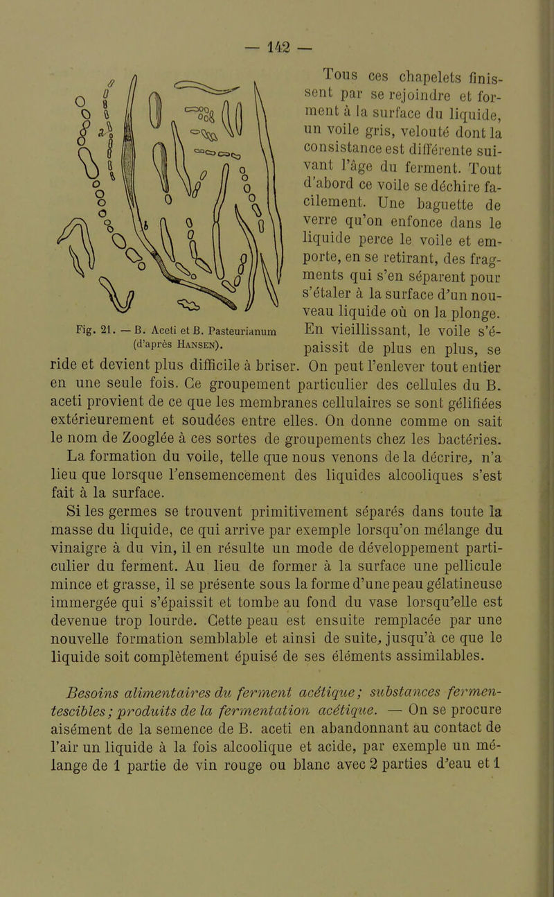 Tons ces chapelets finis- sent par se rejoindre et for- ment à la surface du liquide, un voile gris, velouté dont la consistance est différente sui- vant l'âge du ferment. Tout d'abord ce voile se déchire fa- cilement. Une baguette de verre qu'on enfonce dans le liquide perce le voile et em- porte, en se retirant, des frag- ments qui s'en séparent pour s'étaler à la surface d'un nou- veau liquide où on la plonge. Fig. 21. — B. Aceti etB. Pasteurianum En vieillissant, le VOile s'é- ride et devient plus difficile à briser. On peut l'enlever tout entier en une seule fois. Ce groupement particulier des cellules du B. aceti provient de ce que les membranes cellulaires se sont gélifiées extérieurement et soudées entre elles. On donne comme on sait le nom de Zooglée à ces sortes de groupements chez les bactéries. La formation du voile, telle que nous venons de la décrire^ n'a lieu que lorsque Fensemencement des liquides alcooliques s'est fait à la surface. Si les germes se trouvent primitivement séparés dans toute la masse du liquide, ce qui arrive par exemple lorsqu'on mélange du vinaigre à du vin, il en résulte un mode de développement parti- culier du ferment. Au lieu de former à la surface une pellicule mince et grasse, il se présente sous la forme d'une peau gélatineuse immergée qui s'épaissit et tombe au fond du vase lorsqu'elle est devenue trop lourde. Cette peau est ensuite remplacée par une nouvelle formation semblable et ainsi de suite^ jusqu'à ce que le liquide soit complètement épuisé de ses éléments assimilables. Besoins alimentaires dtc ferment acétique; substances fermen- tescibles ; produits de la fermentation acétique. — On se procure aisément de la semence de B. aceti en abandonnant au contact de l'air un liquide à la fois alcoolique et acide, par exemple un mé- lange de 1 partie de vin rouge ou blanc avec 2 parties d'eau et 1 (d'après Hansen). paissit de plus en plus, se