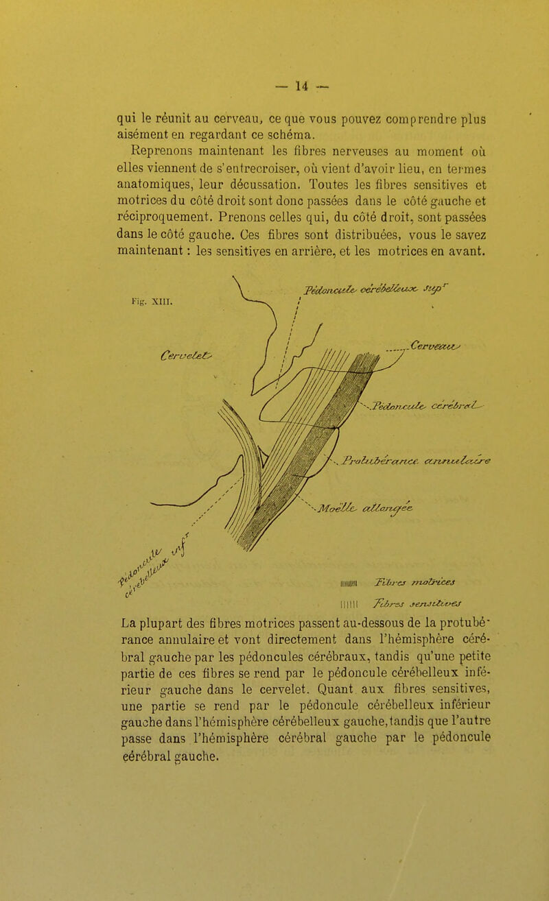 qui le réunit au cerveau, ce que vous pouvez comprendre plus aisément en regardant ce schéma. Reprenons maintenant les fibres nerveuses au moment où elles viennent de s'entrecroiser, où vient d'avoir lieu, en termes anatomiques, leur décussation. Toutes les fibres sensitives et motrices du côté droit sont donc passées dans le côté gauche et réciproquement. Prenons celles qui, du côté droit, sont passées dans le côté gauche. Ces fibres sont distribuées, vous le savez maintenant : les sensitives en arrière, et les motrices en avant. La plupart des fibres motrices passent au-dessous de la protubé^ rance annulaire et vont directement dans l'hémisphère céré- bral gauche par les pédoncules cérébraux, tandis qu'une petite partie de ces fibres se rend par le pédoncule cérébelleux infé- rieur gauche dans le cervelet. Quant aux fibres sensitives, une partie se rend par le pédoncule cérébelleux inférieur gauche dans l'hémisphère cérébelleux gauche, tandis que l'autre passe dans l'hémisphère cérébral gauche par le pédoncule cérébral gauche.