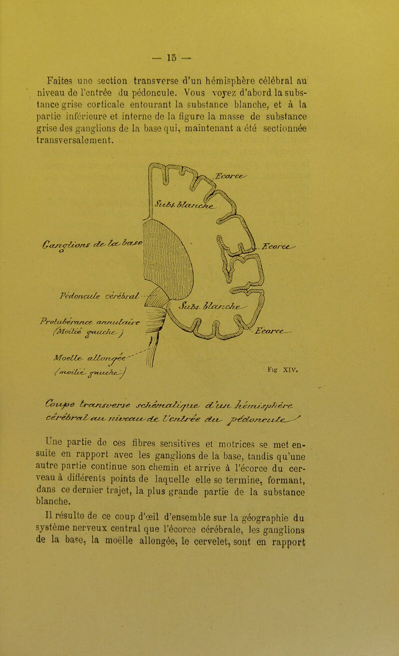 Faites une section transverse d'un hémisphère célébrai au niveau de l'entrée du pédoncule. Vous voyez d'abord la subs- tance grise corticale entourant la substance blanche, et à la partie inlcricure et interne de la figure la masse de substance grise des ganglions de la base qui, maintenant a été sectionnée transversalement. Une partie de ces fibres sensitives et motrices se met en- suite en rapport avec les ganglions de la base, tandis qu'une autre partie continue son chemin et arrive à l'écorce du cer- veau à difiérents points de laquelle elle se termine, formant, dans ce dernier trajet, la plus grande partie de la substance blanche. Il résulte de ce coup d'œil d'ensemble sur la géographie du système nerveux central que l'écorce cérébrale, les ganglions de la base, la moelle allongée, le cervelet, sont en rapport