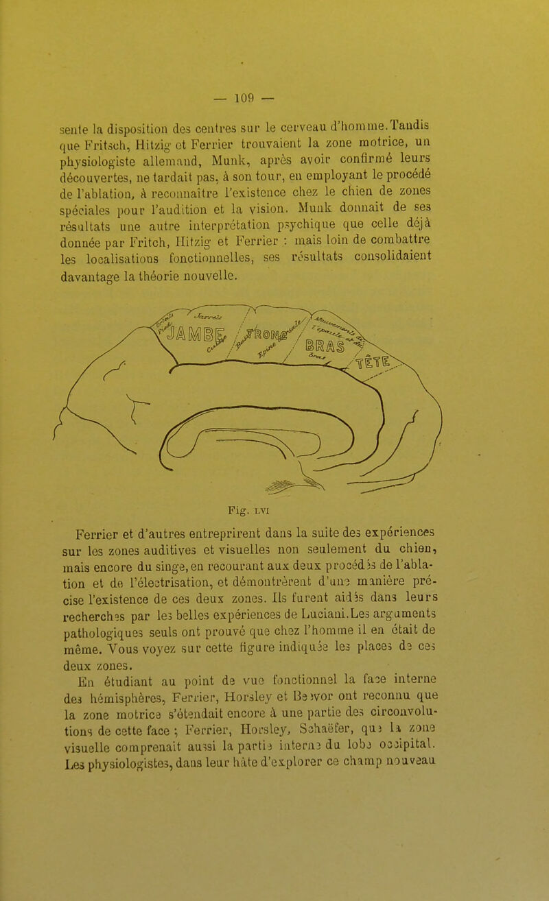 sente la disposition des centres sur le cerveau d'homme.Tandis que Fritsch, Hitzig et Ferrier trouvaient la zone motrice, un physiologiste allemand, Munk, après avoir confirmé leurs découvertes, ne tardait pas, à son tour, en employant le procédé de Fablation, à reconnaître l'existence chez le chien de zones spéciales pour l'audition et la vision. Munk donnait de ses résultats une autre interprétation psychique que celle déjà donnée par Fritch, Ilitzig et Ferrier : mais loin de combattre les localisations fonctionnelles, ses résultats consolidaient davantage la théorie nouvelle. Fig. Lvi Ferrier et d'autres entreprirent dans la suite des expériences sur les zones auditives et visuelles non seulement du chien, mais encore du singe, en recourant aux deux procéd)3 de l'abla- tion et de l'électrisation, et démontrèrent d'un^ manière pré- cise l'existence de ces deux zones. Ils furent aidîs dans leurs recherches par les belles expériences de Luciani.Les arguments pathologiques seuls ont prouvé que chez l'homme il en était de même. Vous voyez sur cette figure indiquée les places d3 ces deux zones. En étudiant au point de vue fonctionnai la fa^e interne des hémisphères, Ferrier, Horsley et Bsîvor ont reconnu que la zone motrice s'étendait encore à une partie des circonvolu- tions de cette face ; Ferrier, Horsley, Schaëfer, quî U zone visuelle comprenait au^si la partie internî du lobj oojipital. Les physiologistes, dans leur hâte d'explorer ce champ nouveau