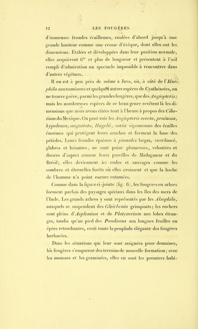 d'immenses frondes écailleuses, roulées d'abord jusqu'à une grande hauteur comme une crosse d'cvêque, dont elles ont les. dimensions. Etalées et développées dans leur position normale, elles acquièrent 6m et plus de longueur et présentent à l'œil rempli d'admiration un spectacle impossible à rencontrer dans d'autres végétaux. Il en est à peu près de même à Java, où, à côté de VAlso-^. pliila contaminans et quelque^ autres espèces de Cyathéacées, on ne trouve guère, parmi les grandes fougères, que des Angiopleris ; mais les nombreuses espèces de ce beau genre revêtent là les di- mensions que nous avons citées tout à l'heure à propos des Cibo- lium duMexique. On peut voir \esAngiopteris evecla, pruinosa, hypoleuca,' angustata, Hugelii, sortir vigoureuses des écailles énormes qui protègent leurs souches et forment la base des pétioles. Leurs frondes épaisses à pinmdes larges, vert-foncé, glabres et luisantes, ne sont point plumeuses, veloutées et douces d'aspect comme leurs pareilles de Madagascar et du Brésil; elles deviennent ici rudes et sauvages comme les sombres et éternelles forêts où elles croissent et que la hache de l'homme n'a point encore entamées. Comme dans la figure ci-jointe (fig. 6), les fougères en arbres forment parfois des paysages spéciaux dans les îles des mers de l'Inde. Les grands arbres y sont représentés par les Alsophila, auxquels se suspendent des Gleichenia grimpants; les rochers sont pleins d''A'spie niain et de Platfcerium aux lobes étran- ges, tandis qu'au pied des Pqndanus aux longues feuilles en épées retombantes, croît toute la peuplade élégante des fougères herbacées. Dans les situations qui leur sont assignées pour domaines, lés fougères s'emparent des terrains de nouvelle formation ; avec les mousses et les graminées, elles en sont les premiers habi-