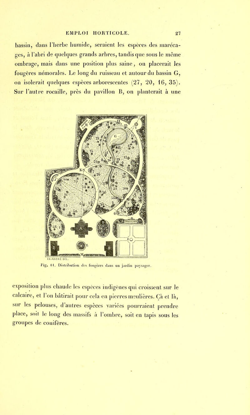 bassin, dans l'herbe humide, seraient les espères des maréca- ges, à l'abri de quelques grands arbres, tandis que sous le même ombrage, mais dans une position plus saine, on placerait les fougères némorales. Le long du ruisseau et autour du bassin G, on isolerait quelques espèces arborescentes (27, 20, 16, 35). Sur l'autre rocaille, près du pavillon B, on planterait à une E0.ANDRÉ DEL. Fig» ) I. Distribution des fougères dans un jardin paysager. exposition plus chaude les espèces indigènes qui croissent sur le calcaire, et Ton bâtirait pour cela en pierres meulières. Cà et là, sur les pelouses, d'autres espèces variées pourraient prendre place, soil le long des massifs à l'ombre, soit en tapis sous les groupes de conifères.