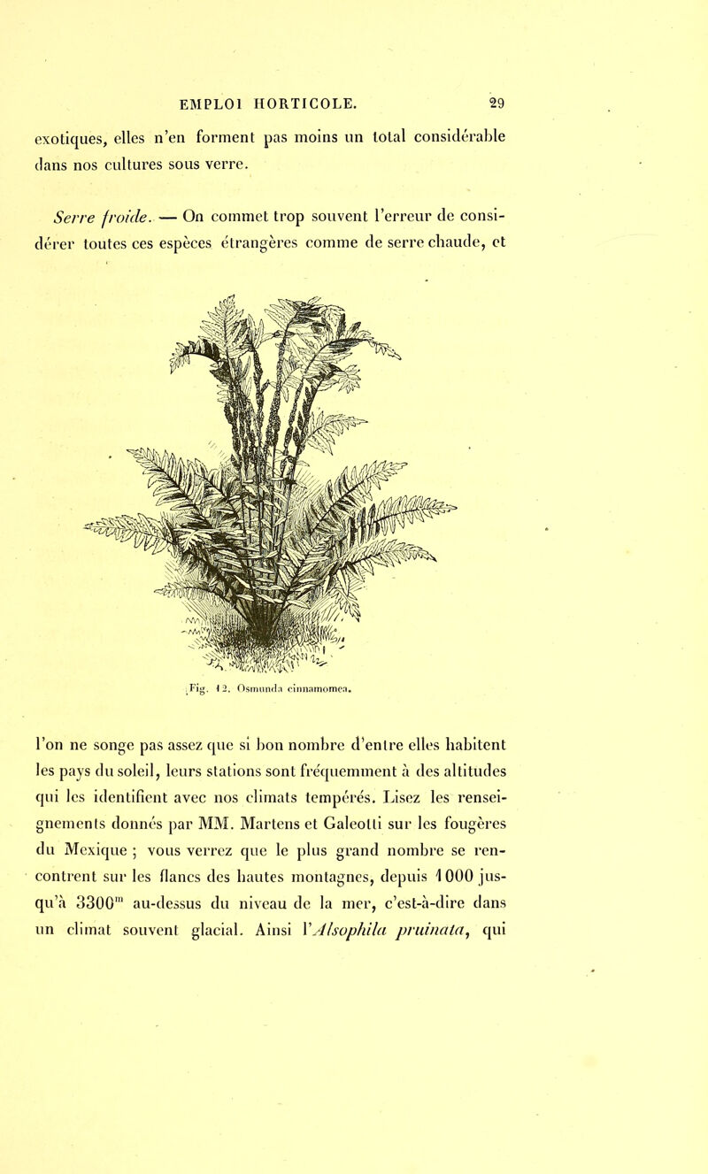 exotiques, elles n'en forment pas moins un total considérable clans nos cultures sous verre. Serre froide. — On commet trop souvent l'erreur de consi- dérer toutes ces espèces étrangères comme de serre chaude, et ;Fig. 12. Osmundn cinnamomen. l'on ne songe pas assez que si bon nombre d'entre elles habitent les pays du soleil, leurs stations sont fréquemment à des altitudes qui les identifient avec nos climats tempérés. Lisez les rensei- gnements donnés par MM. Martens et Galeotli sur les fougères du Mexique ; vous verrez que le plus grand nombre se ren- contrent sur les flancs des hautes montagnes, depuis 1000 jus- qu'à 3300m au-dessus du niveau de la mer, c'est-à-dire dans un climat souvent glacial. Ainsi VAlsophila pruinala, qui