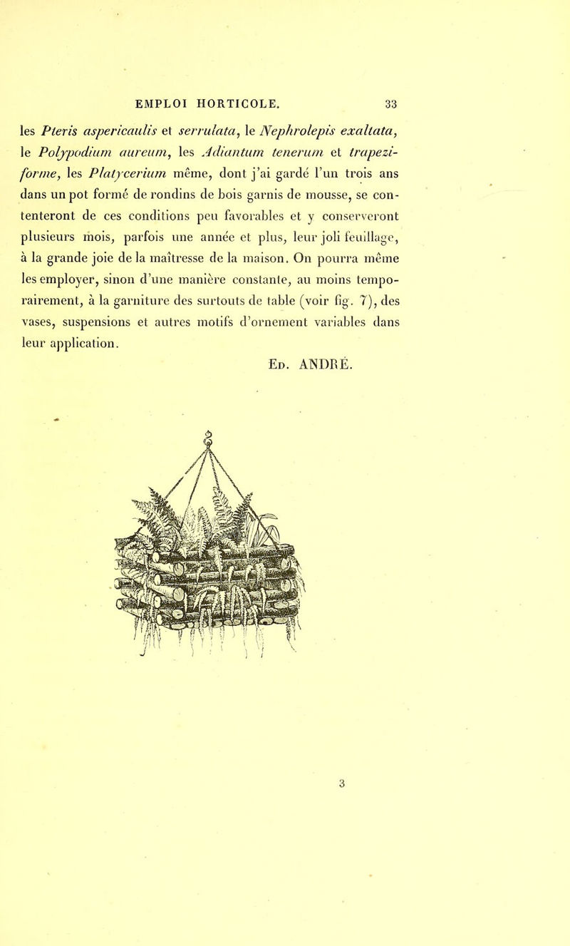 les Pteris aspericaulis et serruiata, le Nephrolepis exaltata, le Poljpodium aureum, les Adiantum tenerian et trapezi- forme, les Plalycerium même, dont j'ai gardé l'un trois ans dans un pot formé de rondins de bois garnis de mousse, se con- tenteront de ces conditions peu favorables et y conserveront plusieurs mois, parfois une année et plus, leur joli feuillage, à la grande joie de la maîtresse de la maison. On pourra même les employer, sinon d'une manière constante, au moins tempo- rairement, à la garniture des surtouts de table (voir fig. ?), des vases, suspensions et autres motifs d'ornement variables dans leur application. Ed. ANDRÉ.