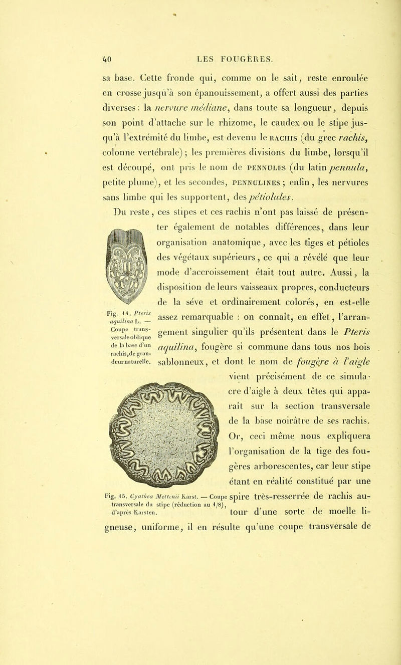 sa base. Cette fronde qui, comme on le sait, reste enroulée en crosse jusqu'à son épanouissement, a offert aussi des parties diverses : la nervure médiane, dans toute sa longueur, depuis son point d'attache sur le rhizome, le caudex ou le slipe jus- qu'à l'extrémité du limbe, est devenu le rachis (du grec rachis, colonne vertébrale) ; les premières divisions du limbe, lorsqu'il est découpé, ont pris le nom de pennules (du latin permuta, petite plume), et les secondes, pennulines ; enfin , les nervures sans limbe qui les supportent, despétiolules. Du reste, ces stipes et ces rachis n'ont pas laissé de présen- ter également de notables différences, dans leur organisation anatomique, avec les tiges et pétioles des végétaux supérieurs, ce qui a révélé que leur mode d'accroissement était tout autre. Aussi, la disposition de leurs vaisseaux propres, conducteurs de la séve et ordinairement colorés, en est-elle Fig. u. Ptens assez remarquable : on connaît, en effet, l'arran- aquilinah. — -l 7  Coupe trans- prement singulier qu'ils présentent dans le Pteris versale oblique D ° x 1 deiabased'uu aquilina, fougère si commune dans tous nos bois rachis,de gran- *■ deurnatureiie. sablonneux, et dont le nom de fougère à Vaigle vient précisément de ce simula- cre d'aigle à deux têtes qui appa- raît sur la section transversale de la base noirâtre de ses rachis. Or, ceci même nous expliquera l'organisation de la tige des fou- gères arborescentes, car leur stipe étant en réalité constitué par une Fig. \h. Cyathea Metunii Kaist. — Coupe spire très-resserrée de rachis au- transversale du stipe (réduction au 4/8), d'après Karsten. tour d'une sorte de moelle li- gneuse, uniforme, il en résulte qu'une coupe transversale de