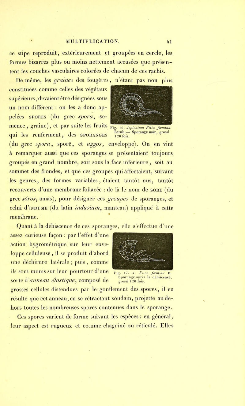 ce stipe reproduit, extérieurement et groupées en cercle, les formes bizarres plus ou moins nettement accusées que présen- tent les couches vasculaires colorées de chacun de ces rachis. De même, les graines des fougères, n'étant pas non plus constituées comme celles des végétaux supérieurs, devaient être désignées sous un nom différent : on les a donc ap- pelées spores (du grec spura, se- mence, graine), et par suite les fruits ^i6^splenium FlUx Jœmma , n i Bernh.— Sporange mûr, grossi qui les renieraient, des sporanges 12ofois, (du grec sporai sporê, et aggos, enveloppe). On en vint à remarquer aussi que ces sporanges se présentaient toujours groupés en grand nombre, soit sous la face inférieure, soit au sommet des frondes, et que ces groupes qui affectaient, suivant les genres, des formes variables , étaient tantôt nus, tantôt recouverts d'une membrane foliacée : de là le nom de sore (du grec sôros, amas), pour désigner ces groupes de sporanges, et celni d'iNDiisiE (du latin indusiurh, manteau) appliqué à cette membrane. Quant à la déhiscence de ces sporanges, elle s'effectue d'une assez curieuse façon : par l'effet d'une action hygrométrique sur leur enve- loppe cclluleuse, il se produit d'abord une déchirure latérale ; puis , comme ils sont munis sur leur pourtour d'une t-ig- l7, A Pulx jœmmu b, n ■ ' i Sporange aoris la déliiscence, sorte d anneau élastique, compose de gl0ssi i^o fois, grosses cellules distendues par le gonflement des spores, il en résulte que cet anneau, en se rétractant soudain, projette au de- hors toutes les nombreuses spores contenues dans le sporange. Ces spores varient de forme suivant les espèces: en général, leur aspect est rugueux et comme chagriné ou réticulé. Elles