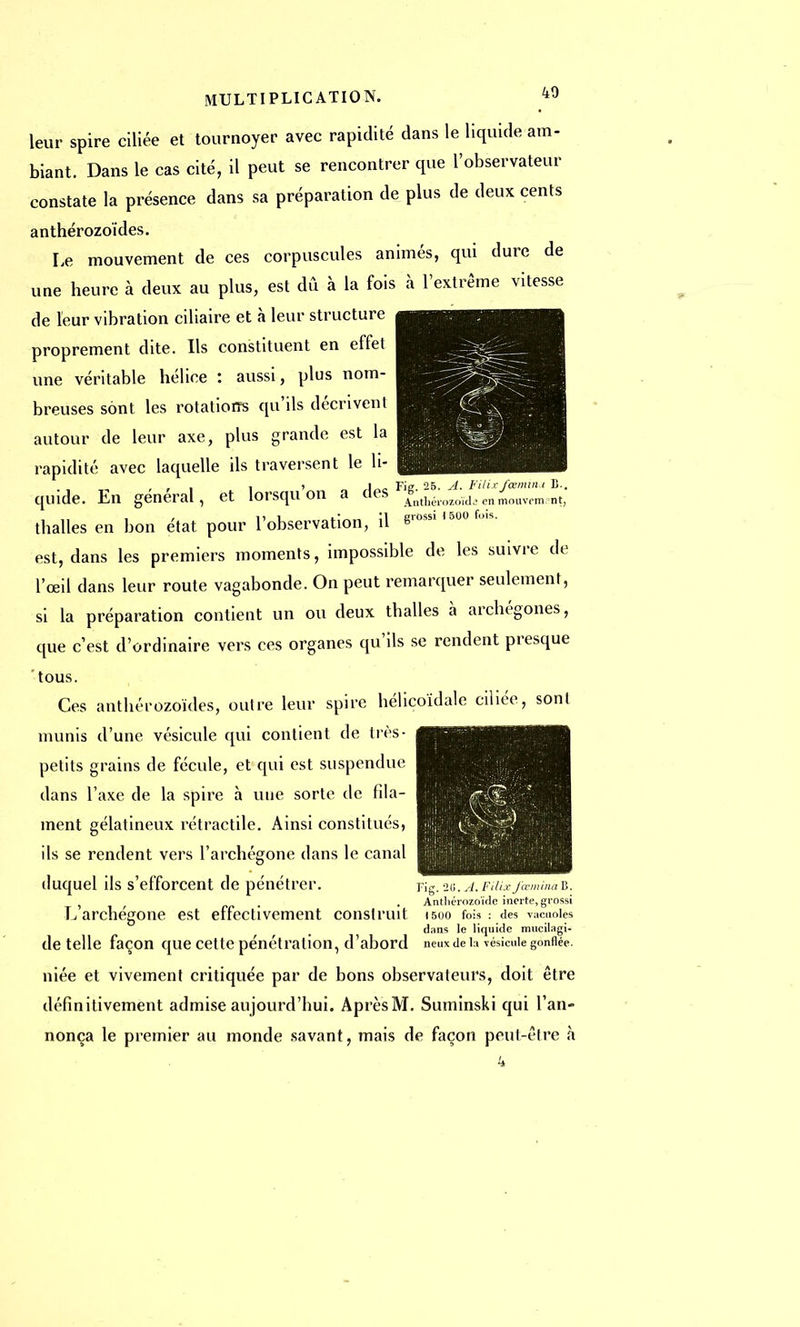 leur spire ciliée et tournoyer avec rapidité dans le liquide am- biant. Dans le cas cité, il peut se rencontrer que l'observateur constate la présence dans sa préparation de plus de deux cents anthérozoïdes. Le mouvement de ces corpuscules animés, qui dure de une heure à deux au plus, est dû à la fois à l'extrême vitesse de leur vibration ciliaire et à leur structure proprement dite. Ils constituent en effet une véritable hélice : aussi, plus nom- breuses sont les rotatioïîs qu'ils décrivent autour de leur axe, plus grande est la rapidité avec laquelle ils traversent le li- , , i ) i Fie 25. A. Filixfcsmina B-. quide. En gênerai, et lorsqu on a des A5;itll.lozo,d, enmouV(,m,nt; , i , 1) 1 Il grossi 1 500 fois. thalles en bon état pour 1 observation, il s est, dans les premiers moments, impossible de les suivre de l'œil dans leur route vagabonde. On peut remarquer seulement, si la préparation contient un ou deux thalles à archégones, que c'est d'ordinaire vers ces organes qu'ils se rendent presque 'tous. Ces anthérozoïdes, outre leur spire hélicoïdale ciliée, sont munis d'une vésicule qui contient de très- petits grains de fécule, et qui est suspendue dans l'axe de la spire à une sorte de fila- ment gélatineux rétractile. Ainsi constitués, ils se rendent vers l'archégone dans le canal duquel ils s'efforcent de pénétrer. Fig. ia.j.Filixfœminav,. , . , Anthérozoïde inerte, grossi L archégone est effectivement construit 1500 fois: des vacuoles dans le liquide mucilagi- de telle façon que cette pénétration, d'abord neuxdeia vésicule gonflée, niée et vivement critiquée par de bons observateurs, doit être définitivement admise aujourd'hui. Après M. Suminski qui l'an- nonça le premier au monde savant, mais de façon peut-être à 4