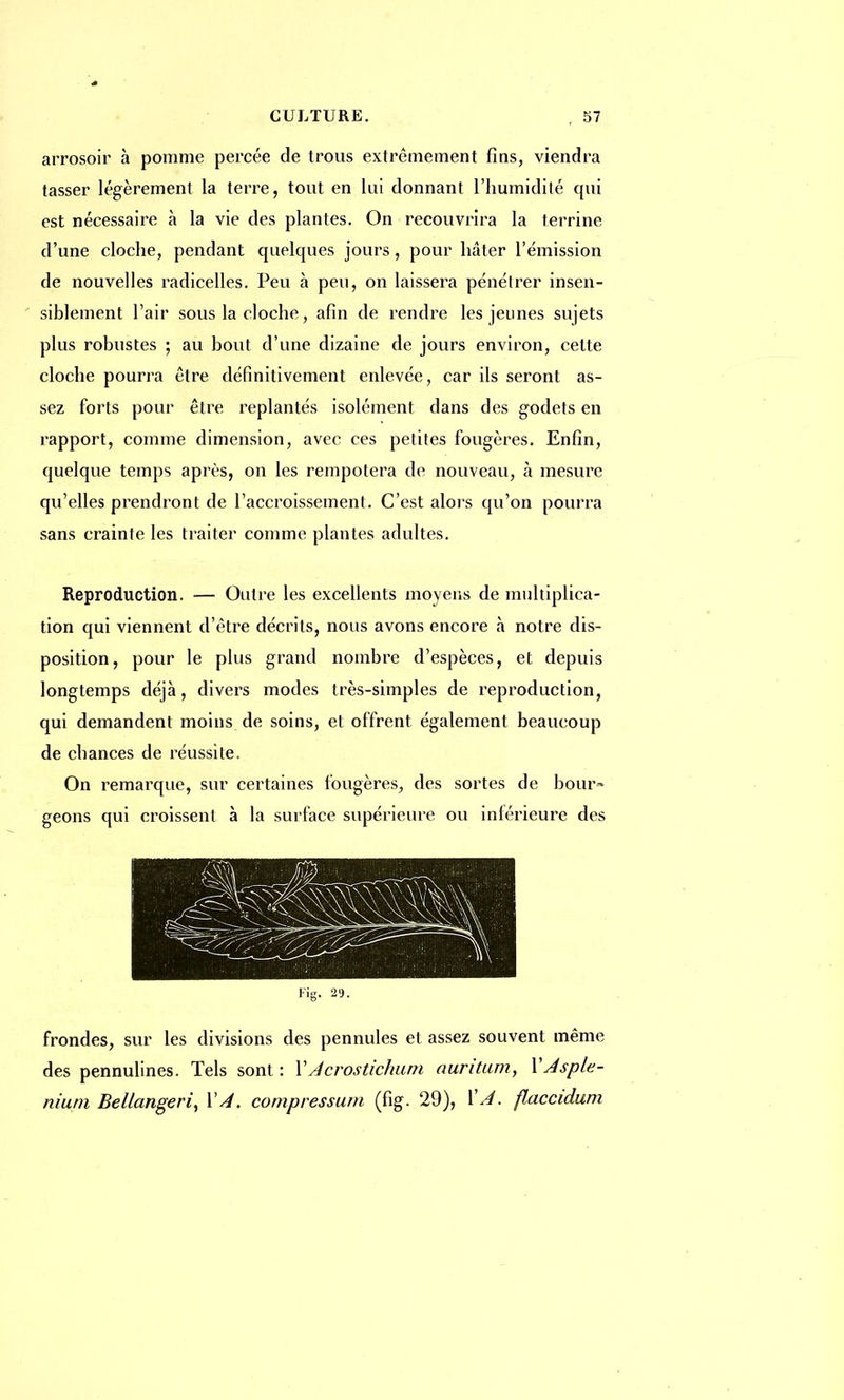 arrosoir à pomme percée de trous extrêmement fins, viendra tasser légèrement la terre, tout en lui donnant l'humidité qui est nécessaire à la vie des plantes. On recouvrira la terrine d'une cloche, pendant quelques jours, pour hâter l'émission de nouvelles radicelles. Peu à peu, on laissera pénétrer insen- siblement l'air sous la cloche, afin de rendre les jeunes sujets plus robustes ; au bout d'une dizaine de jours environ, cette cloche pourra être définitivement enlevée, car ils seront as- sez forts pour être replantés isolément dans des godets en rapport, comme dimension, avec ces petites fougères. Enfin, quelque temps après, on les rempotera de nouveau, à mesure qu'elles prendront de l'accroissement. C'est alors qu'on pourra sans crainte les traiter comme plantes adultes. Reproduction. — Outre les excellents moyens de multiplica- tion qui viennent d'être décrits, nous avons encore à notre dis- position, pour le plus grand nombre d'espèces, et depuis longtemps déjà, divers modes très-simples de reproduction, qui demandent moins de soins, et offrent également beaucoup de chances de réussite. On remarque, sur certaines fougères, des sortes de bour- geons qui croissent à la surface supérieure ou intérieure des Fig. 2'J. frondes, sur les divisions des pennules et assez souvent même des pennulines. Tels sont : VJcrostic/mm auritum, YJsple- Bellangeri, VA. compressum (fig. 29), VA. flaccidum