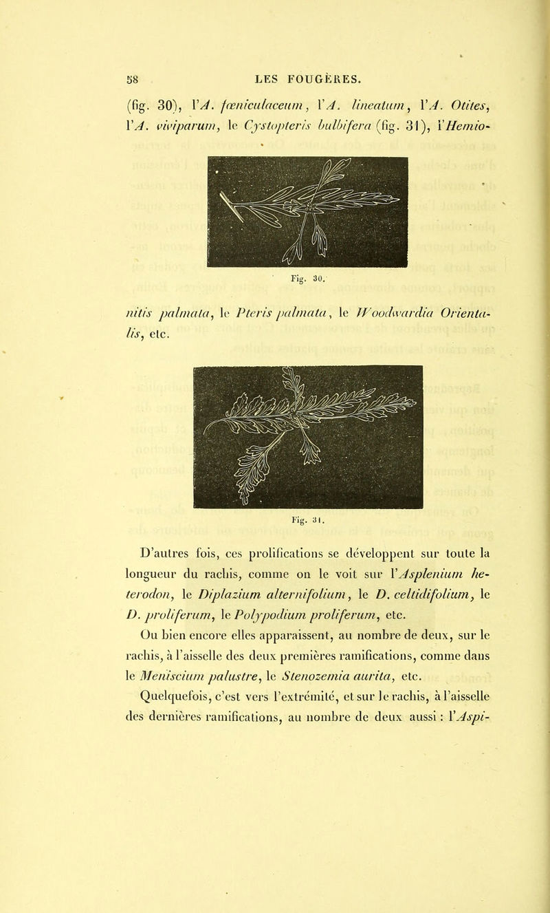 (fig. 30), VA. fœniculaceum, VA. Uneatum, VA. Otites, VA. vwiparum, le Cystopteris bulbifcra (fig. 31), V Hemio- Fig, 30. nitïs palmala, le Pteris palmata, le Woodwardia Orienta- lis, elc. ■Mil % &^ 1 mm m EH Fig. 31. D'autres fois, ces prolifications se développent sur toute la longueur du rachis, comme on le voit sur V Jsplenium he- terodon, le Diplazium alternifolium, le D. celtidifolium, le D. pruliferum, le Poljpodium proliferum, etc. Ou bien encore elles apparaissent, au nombre de deux, sur le rachis, a l'aisselle des deux premières ramifications, comme dans le Meniscium palustre, le Stenozemia aurila, etc. Quelquefois, c'est vers l'extrémité, et sur le rachis, à l'aisselle des dernières ramifications, au nombre de deux aussi : XAspi-