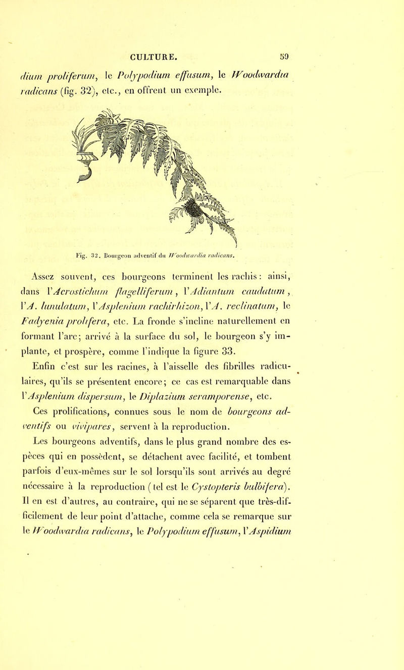 Fig. 32. Bourgeon adventif du Wqodviardia radicans. Assez souvent, ces bourgeons terminent les rachis : ainsi, dans VAcrostichum flagellîferum, XÂdianlum càudatum f\ Y A. luiiulatum, YAsplerdum rachirhizon^Y A. reclùiatum, le Fadyenia proliféra, etc. La fronde s'incline naturellement en formant l'arc; arrivé à la surface du sol, le bourgeon s'y im- plante, et prospère, comme l'indique la figure 33. Enfin c'est sur les racines, à l'aisselle des fibrilles radicu- laires, qu'ils se présentent encore; ce cas est remarquable dans YAsplenium dispersum, le Diplazium seramporense, etc. Ces prolificalions, connues sous le nom de bourgeons ad- venu fs ou vivipares, servent à la reproduction. Les bourgeons adventifs, dans le plus grand nombre des es- pèces qui en possèdent, se détachent avec facilité, et tombent parfois d'eux-mêmes sur le sol lorsqu'ils sont arrivés au degré nécessaire à la reproduction (ici est le Cystopteris bulbifera). Il en est d'autres, au contraire, qui ne se séparent que très-dif- ficilement de leur point d'attache, comme cela se remarque sur le Woodwardia radicans, le Polypodium effusu/n, Y Aspidiurn