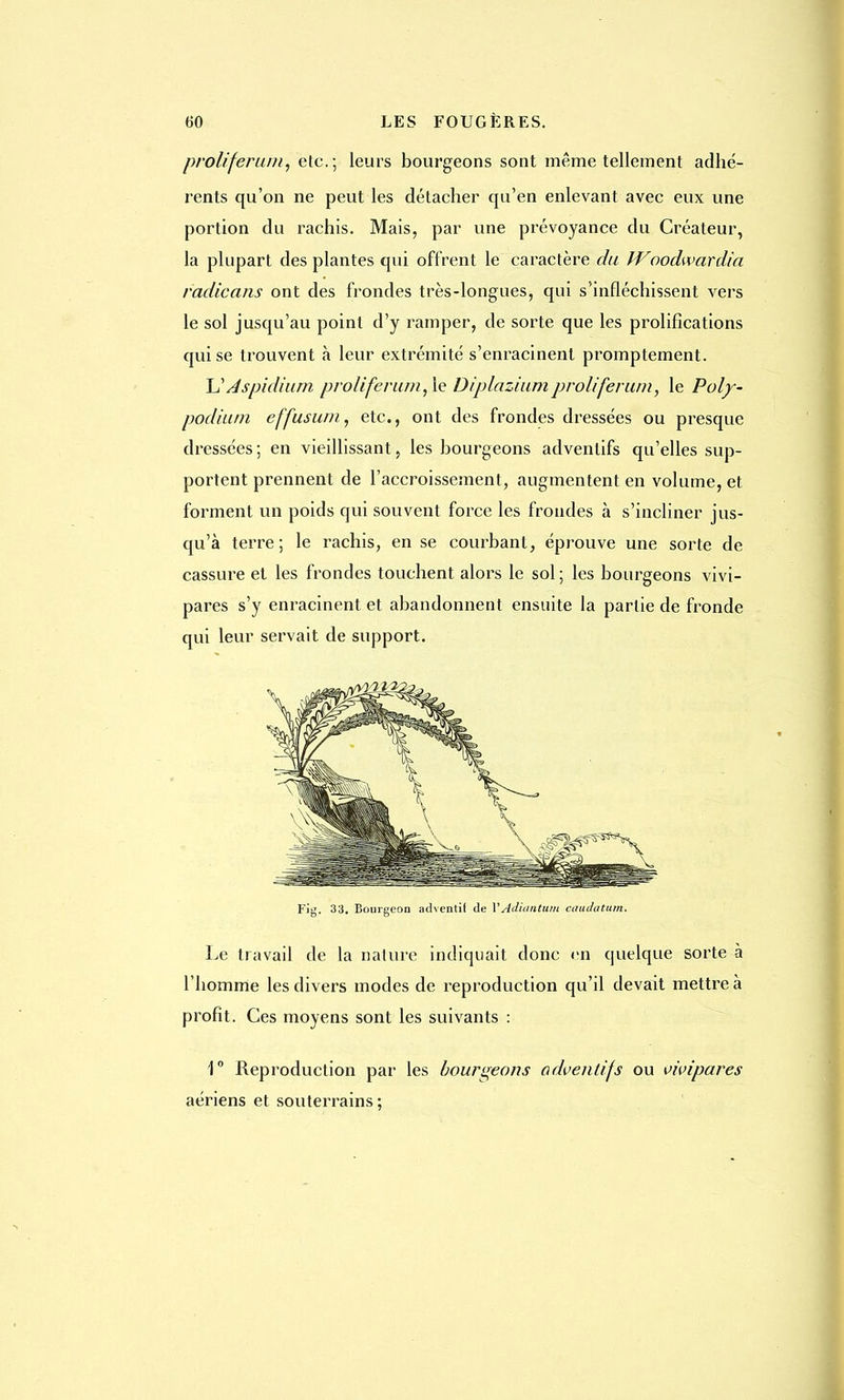 prolifer util, etc.; leurs bourgeons sont même tellement adhé- rents qu'on ne peut les détacher qu'en enlevant avec eux une portion du rachis. Mais, par une prévoyance du Créateur, la plupart des plantes qui offrent le caractère du IVoodwardia vadicans ont des frondes très-longues, qui s'infléchissent vers le sol jusqu'au point d'y ramper, de sorte que les prolifications qui se trouvent à leur extrémité s'enracinent promptement. U Aspidium proliferurn,\e Diplaziumproliferum, le Poly- podium effusum, etc., ont des frondes dressées ou presque dressées; en vieillissant, les bourgeons advenlifs qu'elles sup- portent prennent de l'accroissement, augmentent en volume, et forment un poids qui souvent force les frondes à s'incliner jus- qu'à terre; le rachis, en se courbant, éprouve une sorte de cassure et les frondes touchent alors le sol; les bourgeons vivi- pares s'y enracinent et abandonnent ensuite la partie de fronde qui leur servait de support. Fig. 33. Bourgeon adventil de VAdiantum caudutum. Le travail de la nature indiquait donc en quelque sorte à l'homme les divers modes de reproduction qu'il devait mettre à profit. Ces moyens sont les suivants : 1° Reproduction par les bourgeons odventifs ou vivipares aériens et souterrains ;