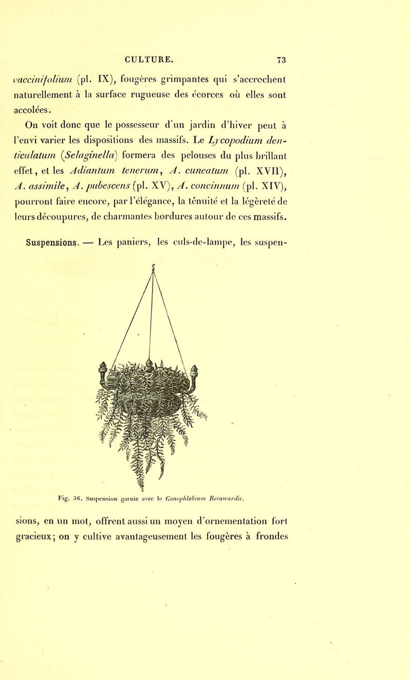 vaccinifolium (pl. IX), fougères grimpantes qui s'accrochent naturellement à la surface rugueuse des écorces où elles sont accolées. On voit donc que le possesseur d'un jardin d'hiver peut à l'envi varier les dispositions des massifs. Le Lycopodium den- ticulatum (Selaginelld) formera des pelouses du plus brillant effet, et les Adiantum tenerum, A. cuneatum (pl. XVII), A. assimile, A. pubescens (pl. XV), A. concinnum (pl. XIV), pourront faire encore, par l'élégance, la ténuité et la légèreté de leurs découpures, de charmantes bordures autour de ces massifs. Suspensions. — Les paniers, les culs-de-lampe, les suspen- Fig. 36. Suspension garnie avec le Gonophlebium Reinwardii. sions, en un mot, offrent aussi un moyen d'ornementation fort gracieux; on y cultive avantageusement les fougères à frondes