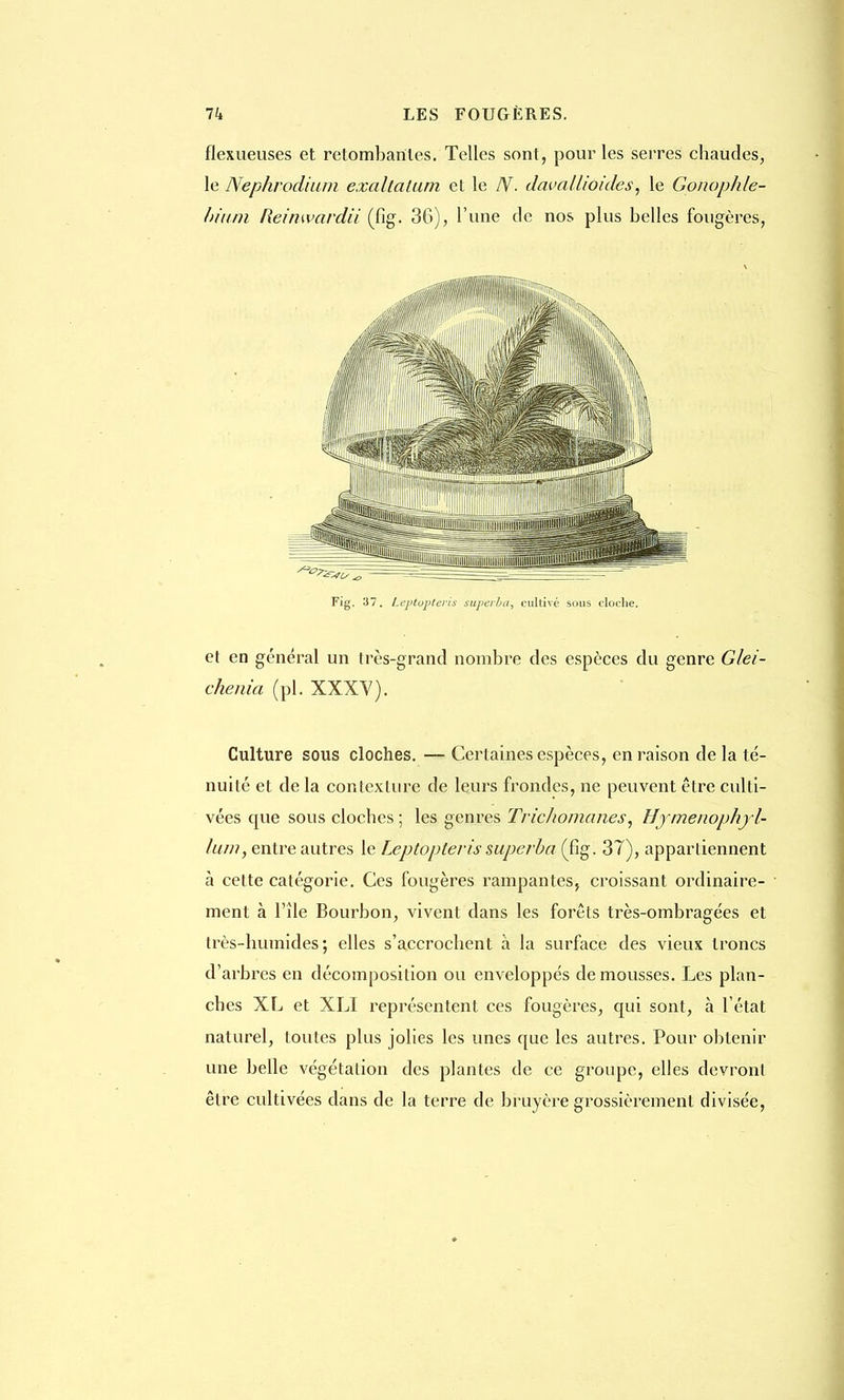 flexueuses et retombantes. Telles sont, pour les serres chaudes, le Nephrodkim exaltalum et le IV. davallioides, le Gonophle- hium Reinwardii (fig. 36), l'une de nos plus belles fougères, Fig. 37. Leptopteris superba, cultivé sous cloche. et en général un très-grand nombre des espèces du genre Glei- chenia (pl. XXXV). Culture sous cloches. — Certaines espèces, en raison delà té- nuité et de la contexlure de leurs frondes, ne peuvent être culti- vées que sous cloches ; les genres Trichomanes, Hjmenophjl- lum, entre autres le Leptopteris superba (fig. 37), appartiennent à cette catégorie. Ces fougères rampantes, croissant ordinaire- ment à l'île Bourbon, vivent dans les forêts très-ombragées et très-humides; elles s'accrochent à la surface des vieux troncs d'arbres en décomposition ou enveloppés démolisses. Les plan- ches XL et XLI représentent ces fougères, qui sont, à l'état naturel, toutes plus jolies les unes que les autres. Pour obtenir une belle végétation des plantes de ce groupe, elles devront être cultivées dans de la terre de bruyère grossièrement divisée,