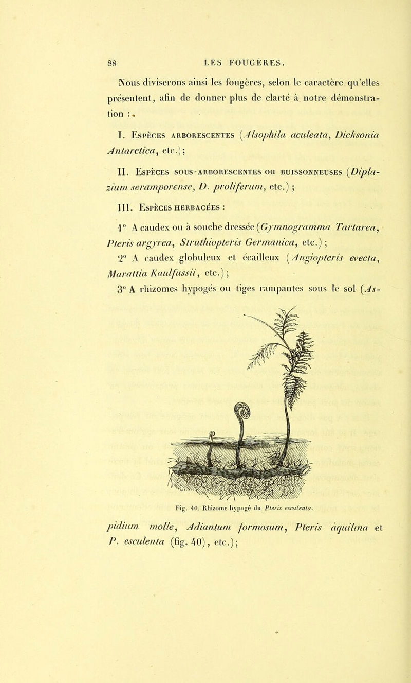 Nous diviserons ainsi les fougères, selon le caractère qu'elles présentent, afin de donner plus de clarté à notre démonstra- tion : « I. Espèces arborescentes {Alsophila aculeata, Dicksonia jénlarctica, etc.); II. Espèces sous-arborescentes ou buissonneuses (Dipla- ziurn seramporense, D. proliferurn, etc.) ; III. Espèces herbacées : 10 A caudex ou à souche dressée {Gymnograrnma Tartarea, Pteris arg/rea, Slruthiopteris Germanica, etc.) ; 2° A caudex. globuleux et écailleux ( A'ngiopteris evecta, Marattia Kaulfussii, etc.) ; 3° A. rhizomes hypogés ou tiges rampantes sous le sol (As- Fig. 40. Rhizome hypogé du Pteris esculenta. piduini molle, Adiantum formosum, Pteris àquiUna et P. esculenta (fig. 40), etc.);