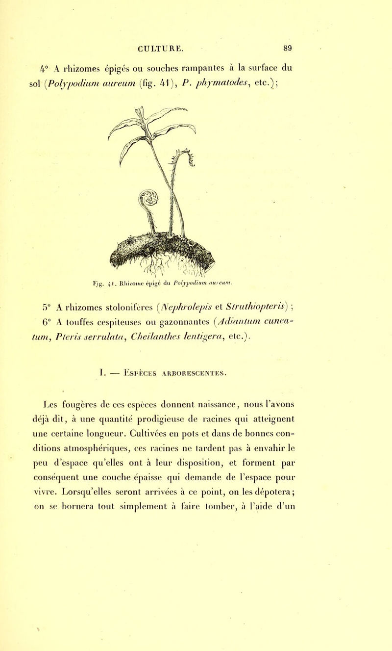 4° A rhizomes épigés ou souches rampantes à la surface du sol [Polypodium aureum (fig. 41), P. phymatodes, etc.) ] Fig. /, I. Rhi/oiue é[>igc du Poljrpodium aureum, 5° A rhizomes stolonifcres {Nephvolepis et Struthiopteris) ; 6° A touffes cespiteuses ou gazonnantes (Adianlurri cunea- tum, Pteris serrulata, Cheilanthes /entigera, etc.). I. — Espèces arborescentes. Les fougères de ces espèces donnent naissance, nous l'avons déjà dit, à une quantité prodigieuse de racines qui atteignent une certaine longueur. Cultivées en pots et dans de bonnes con- ditions atmosphériques, ces racines ne tardent pas à envahir le peu d'espace qu'elles ont à leur disposition, et forment par conséquent une couche épaisse qui demande de l'espace pour vivre. Lorsqu'elles seront arrivées à ce point, on les dépotera; on se bornera tout simplement à faire tomber, à l'aide d'un