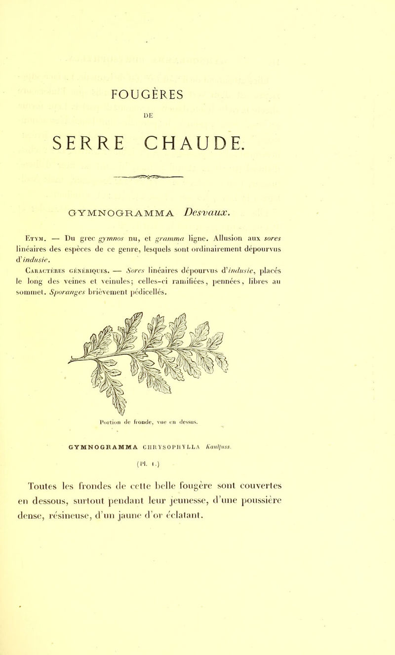 FOUGÈRES DE SERRE CHAUDE. GYMNOGRAMMA DesvciUX. Etym. — Du grec gymnos nu, et gramma ligne. Allusion aux sores linéaires des espèces de ce genre, lesquels sont ordinairement dépourvus d'indus ie. Caractères génériques. — Sores linéaires dépourvus d'indusie, placés le long des veines et veinules; celles-ci ramifiées, pennées, libres au sommet. Sporanges brièvement pédicellés. Portion de fronde, vue en dessus. GYMNOGRAMMA CI-IR YSOPH Y LLA Kauliuss. (Pl. ).) Toutes les frondes de cette belle fougère sont couvertes en dessous, surtout pendant leur jeunesse, d'une poussière dense, résineuse, d'un jaune d'or éclatant.