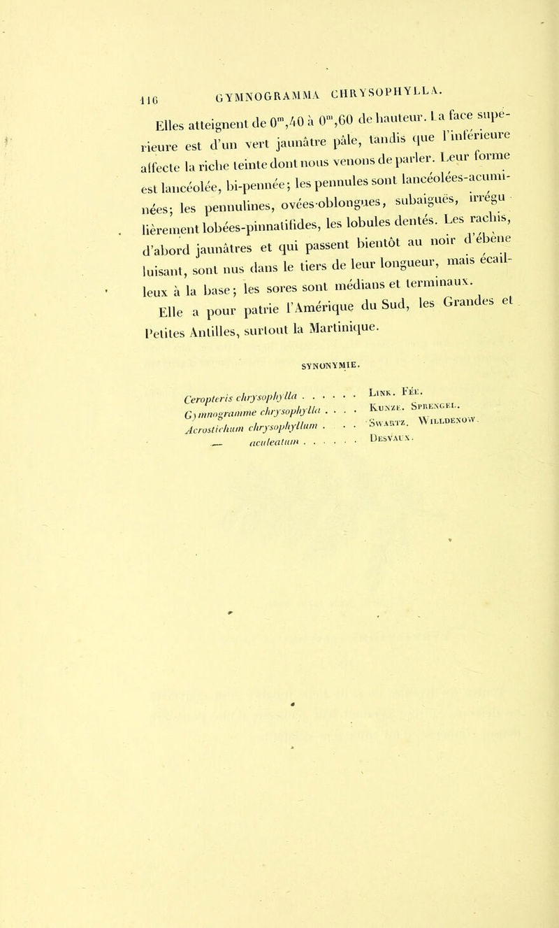 Elles atteignent de <T,40 à (T,60 de hauteur. La face supé- rieure est d'un vert jaunâtre pâle, tandis que l'inférieure affecte la riche teinte dont nous venons de parler. Leur forme est lancéolée, bi-pennée; les pennules sont lancéolées— nées- les pennulines, ovées oblongues, subaiguës, irregu lièreinentlobées-pnnatilides, les lobules dentés. Les rachis, d'abord jaunâtres et qui passent bientôt au non d ebene luisant, sont nus dans le tiers de leur longueur, ma* ecad- leux à la base; les sores sont médians et terminaux. Elle a pour patrie l'Amérique du Sud, les Grandes et Petites Antilles, surtout la Martinique. SYNONYMIE. Ceropteris chrysophflla ...... Li«k. Gjmnogramme chrysophylla . . . . Km*- S»' AcroJchum ckrysopkyllum . . . Sw,n,, aculeatum DesVaux.