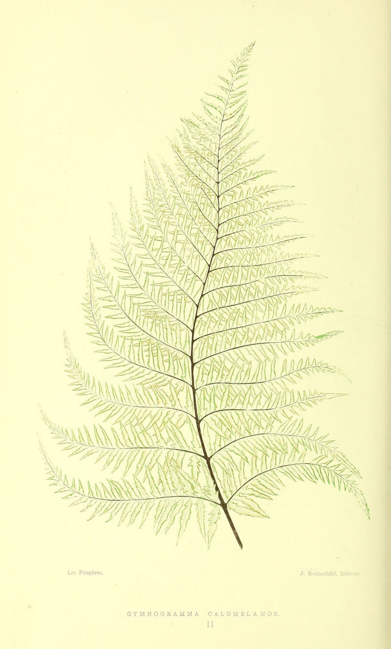GYMNOGRAMMA CALOMELA NOS.