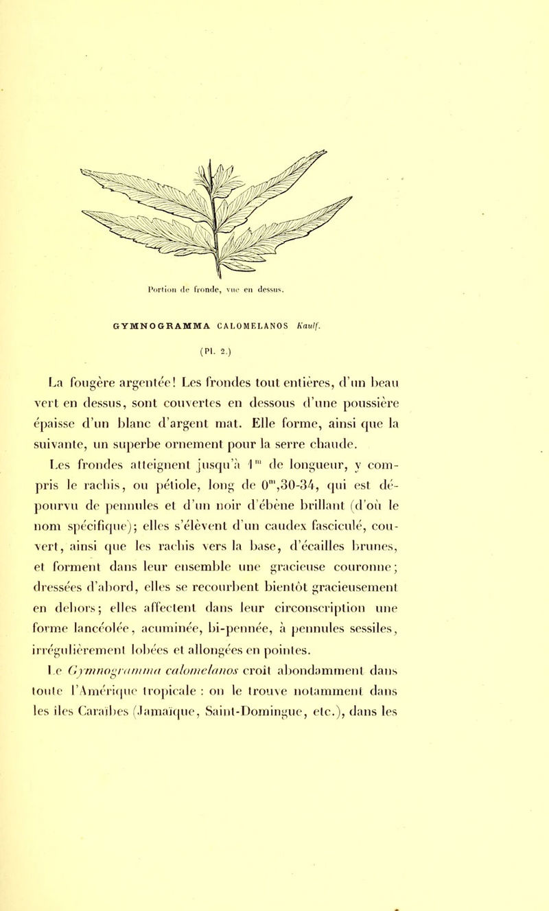 GYMNOGRAMMA CALOMELANOS Kaulf. (Pl. 2.) La fougère argentée! Les frondes tout entières, d'un beau vert en dessus, sont couvertes en dessous d'une poussière épaisse d'un blanc d'argent mat. Elle forme, ainsi que la suivante, un superbe ornement pour la serre chaude. Les frondes atteignent jusqu'à 1' de longueur, y com- pris le racliis, ou pétiole, long de 0',30-34, qui est dé- pourvu de pennules et d'un noir d'ébène brillant (d'où le nom spécifique); elles s'élèvent d'un caudex fasciculé, cou- vert, ainsi cpie les raebis vers la base, d'écaillés brunes, et forment dans leur ensemble une gracieuse couronne; dressées d'abord, elles se recourbent bientôt gracieusement en dehors; elles affectent dans leur circonscription une forme lancéolée, acuminée, bi-pennée, à pennules sessiles, irrégulièrement lobées et allongées en pointes. Le Gymnogramma calomelanos croît abondamment dans toute L'Amérique tropicale : on le trouve notamment dans les îles Caraïbes (Jamaïque, Saint-Domingue, etc.), dans les