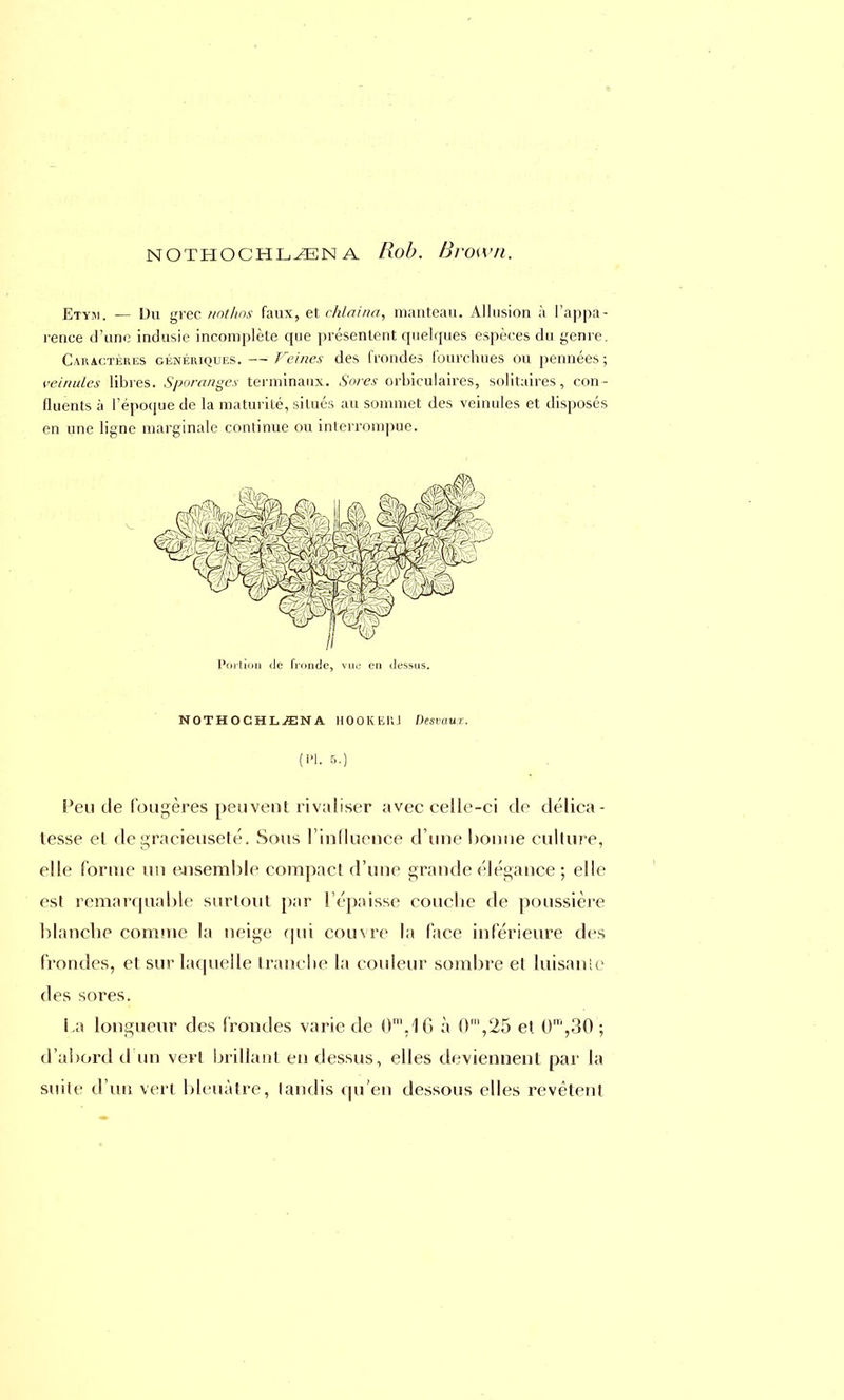 NOTHOCHLiEN A Rob. Bvown. Etybi. — Du grec nothos faux, et chlaina, manteau. Allusion à l'appa- rence d'une indusie incomplète que présentent quelques espèces du genre. Caractères génériques. — Veines des frondes fourchues ou pennées; veinules libres. Sporanges terminaux. Sores orbiculaires, solitaires, con- fluents à l'époque de la maturité, situés au sommet des veinules et disposés en une ligne marginale continue ou interrompue. Portion de fronde, vue en dessus. NOTHOCHL-ffiNA HOOKERJ Desvau.i. 5.) Peu de fougères peuvent rivaliser avec celle-ci de délica- tesse et de gracieuseté. Sous l'influence d'une bonne culture, elle forme un ensemble compact d'une grande élégance ; elle est remarquable surtout par l'épaisse coucbe de poussière blanche comme la neige qui couvre la face inférieure des frondes, et sur laquelle tranche la couleur sombre et luisante des sores. La longueur des frondes varie de 0m.1G à (P,25 et ()',30 ; d'abord d un vert brillant en dessus, elles deviennent par la suite d'un vert bleuâtre, tandis qu'en dessous elles revêtent