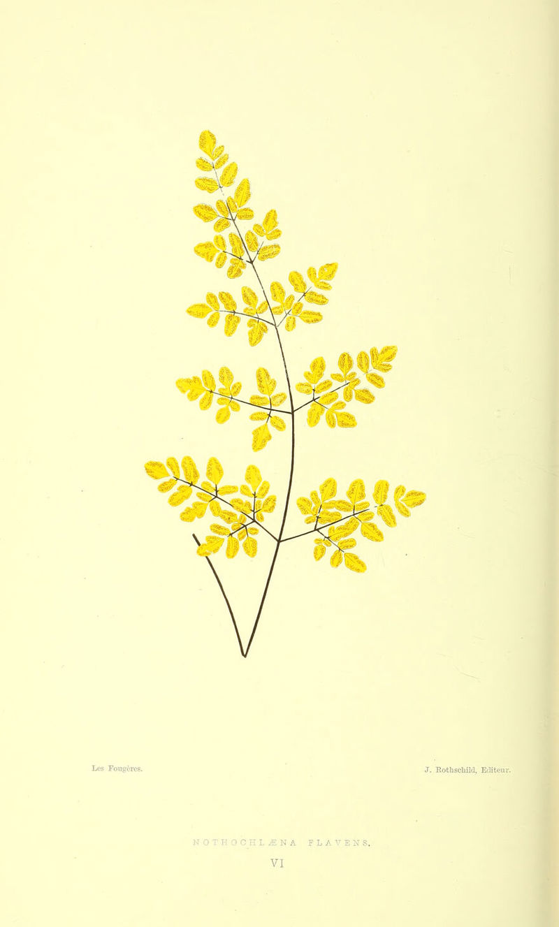 Los Fougères. J. Rothschild, Editeur. NOTHOCHLiNA FLAVENS.