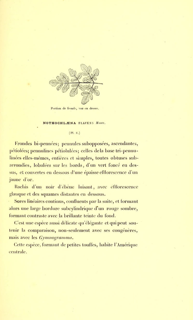 Portion de fronde, vue en dessus NOTHOCHL51NA FLAVENS Moore. (Pl. 0.) Frondes bi-pennées; pennules subopposées, ascendantes, péliolées; pennulines pétiolulées; celles delà base tri-pennu- linées elles-mêmes, entières et simples, toutes obtuses sub- arrondies, lobulées sur les bords, d'un vert foncé en des- sus, et couvertes en dessous d'une épaisse efflorescence d'un jaune d'or. Hachis d'un noir d'ébène luisant, avec elïlorescence glauque et des squames distantes en dessous. Sores linéaires continus, confluents par la suite, et formant alors une large bordure subcylindrique d'un rouge sombre, formant contraste avec la brillante teinte du fond. C'est une espèce aussi délicate qu'élégante et qui peut sou- tenir la comparaison, non-seulement avec ses congénères, mais avec les Gymnogramma. Celte espèce, formant de petites touffes, habite l'Amérique centrale.