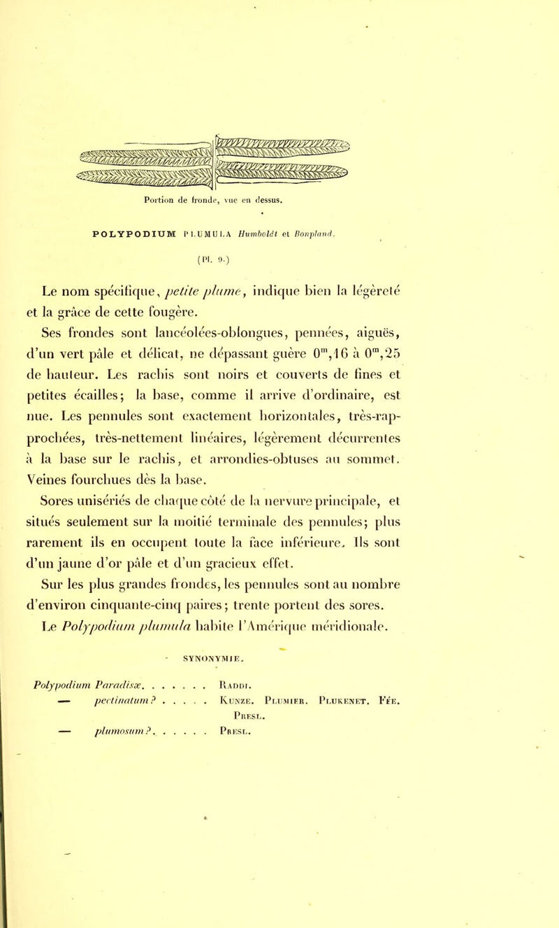 POLYPODIUM IM.UMUI.A Humboldt et Bonplani, (Pl. 9.) Le nom spécifique, petite plume, indique bien la légèreté et la grâce de cette fougère. Ses frondes sont lancéolées-oblongues, pennées, aiguës, d'un vert pâle et délicat, ne dépassant guère 0m,l6 à 0ra,25 de hauteur. Les rachis sont noirs et couverts de fines et petites écailles; la base, comme il arrive d'ordinaire, est nue. Les peunules sont exactement horizontales, très-rap- prochées, très-nettement linéaires, légèrement décurrentes à la base sur le rachis, et arrondies-obtuses au sommet. Veines fourchues dès la base. Sores unisériés de chaque côté de la nervure principale, et situés seulement sur la moitié terminale des pennules; plus rarement ils en occupent toute la face inférieure. Ils sont d'un jaune d'or pâle et d'un gracieux effet. Sur les plus grandes frondes, les pennules sont au nombre d'environ cinquante-cinq paires ; trente portent des sores. Le Polypodium plumula habite l'Amérique méridionale. synonymie. Raddi. Kunze. Plumier. Puukenet. Fée. Phf.st.. Presl. Polypodium Paradisae. . — pectinatum ? — plumosum ?.